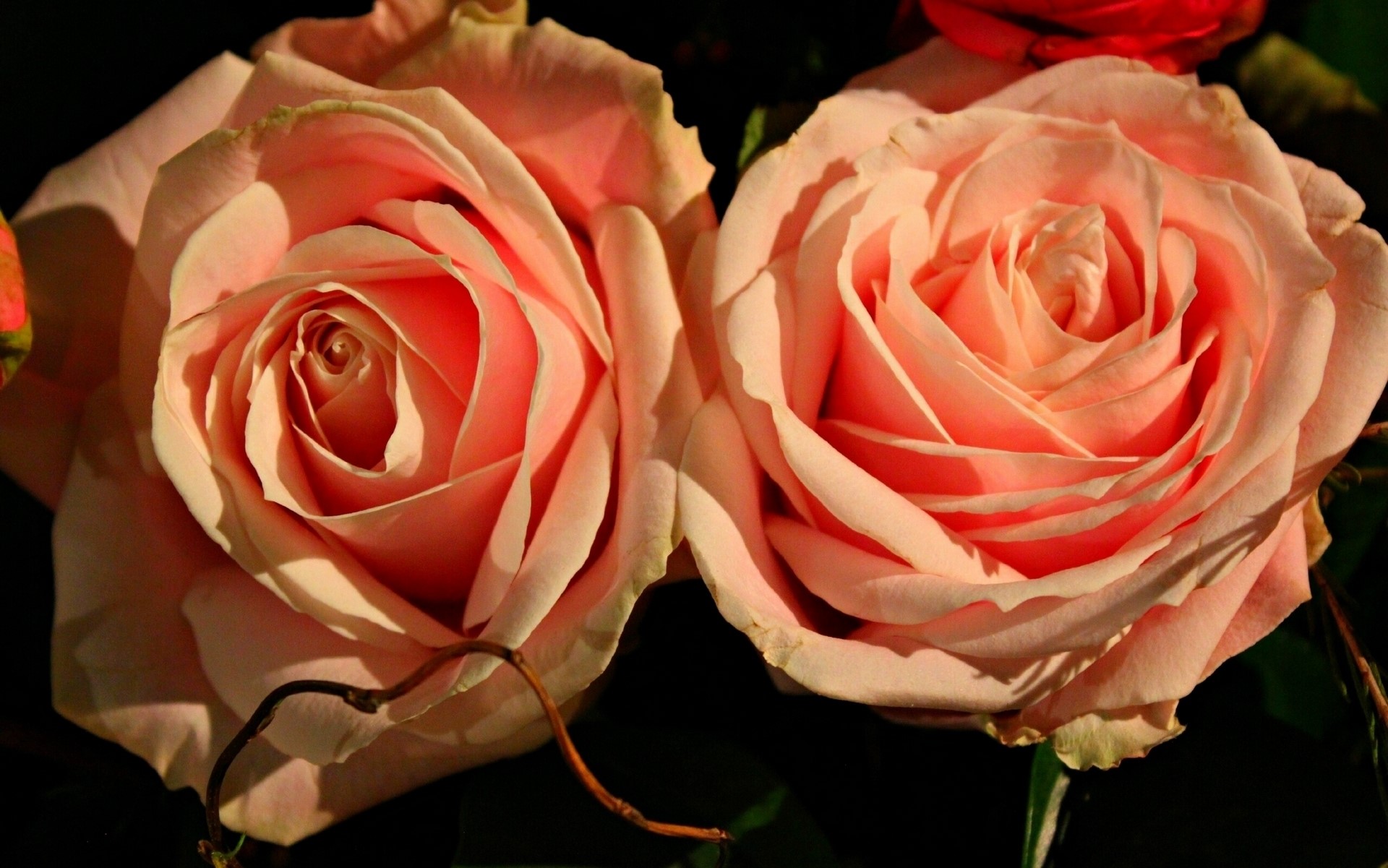 Two pink roses with dark background HD Wallpaper