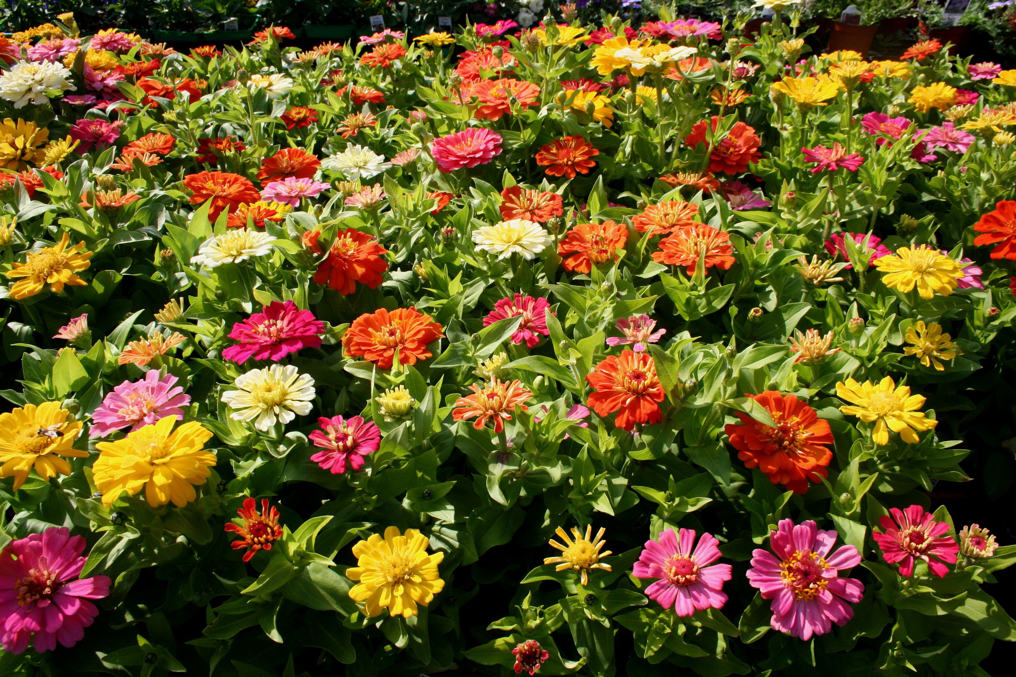 Colorful Zinnia Flowers Blooming in Garden HD Wallpaper