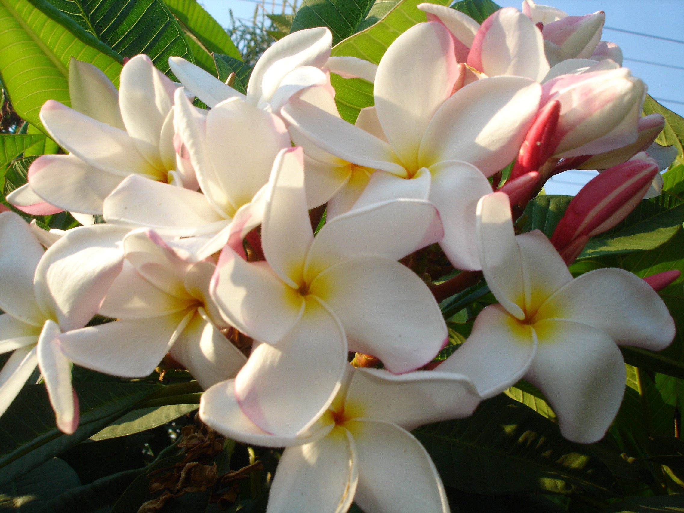 Plumeria flowers with pink and yellow accents HD Wallpaper