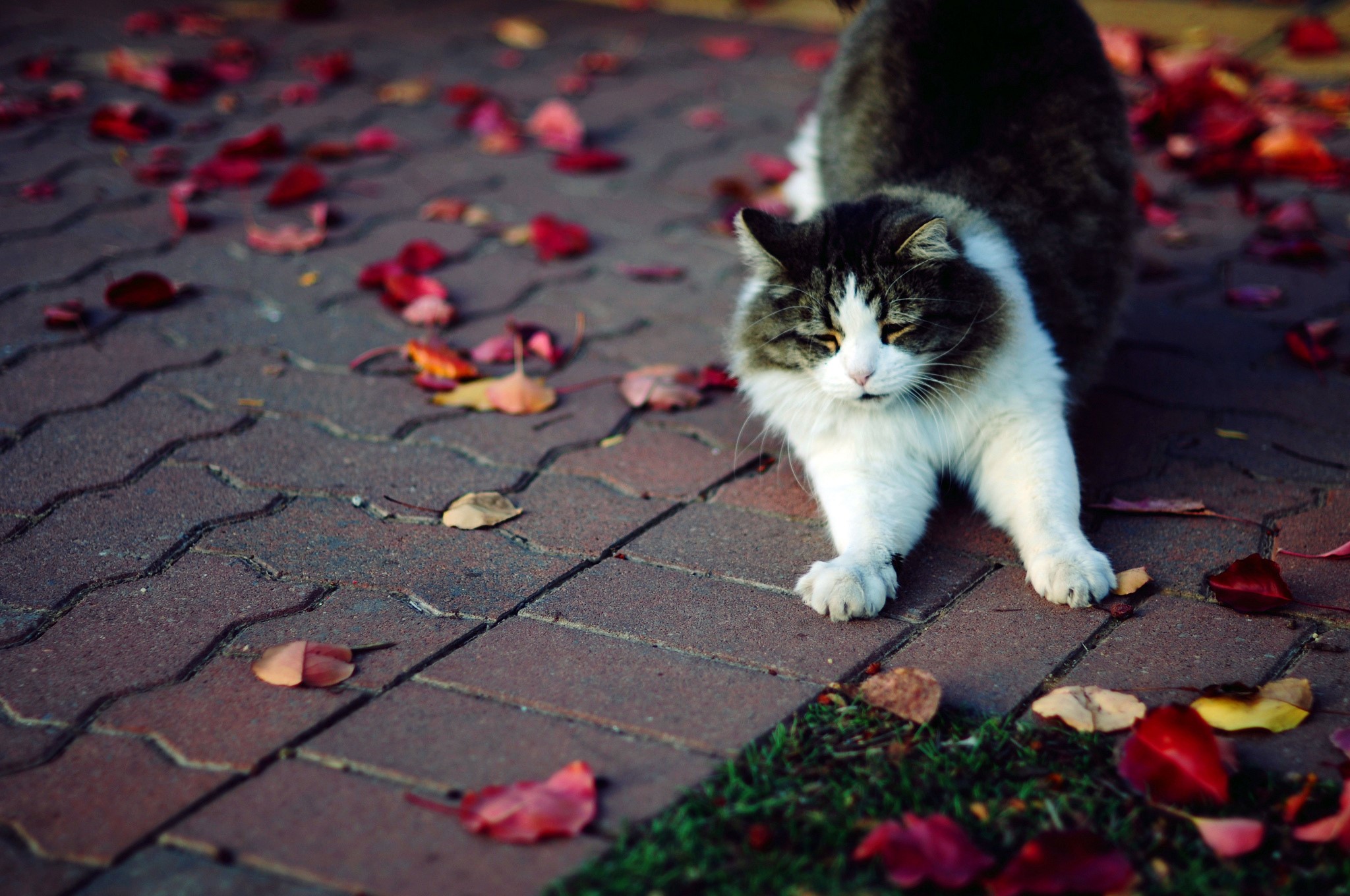Cat stretching on a brick path with fallen leaves HD Wallpaper