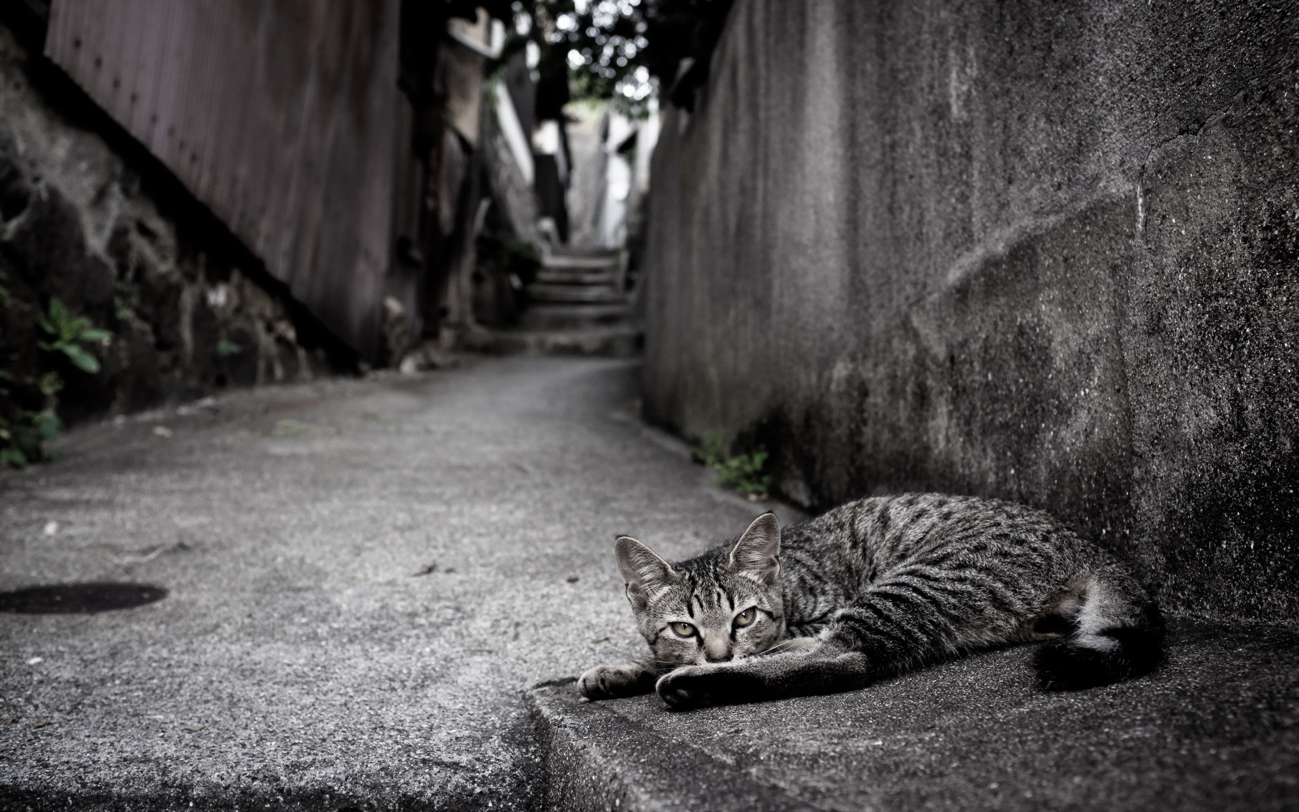 Cat lying on a concrete path in an alley HD Wallpaper