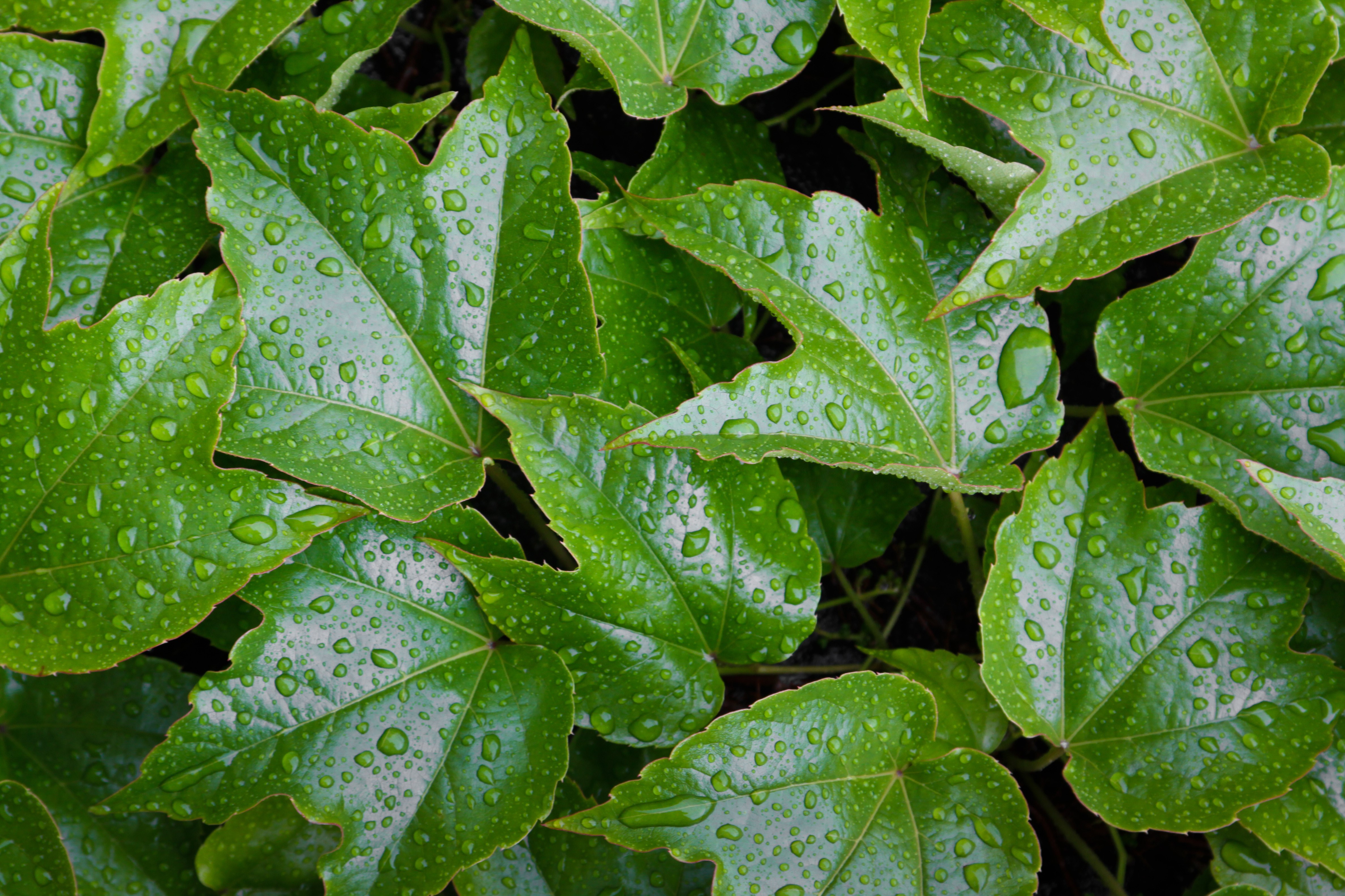 Green leaves with water drops HD Wallpaper