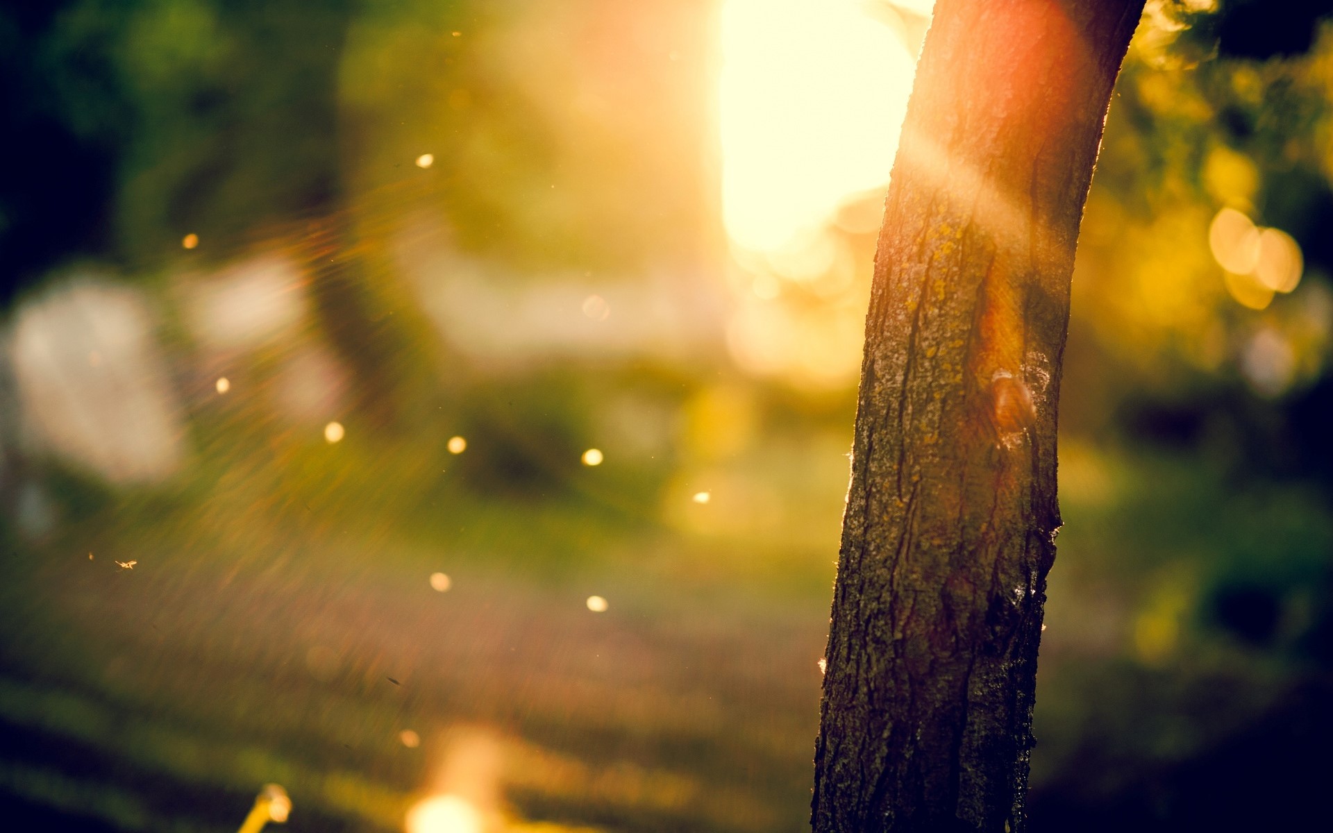 Sunlight filtering through trees with a tree trunk in the foreground HD Wallpaper