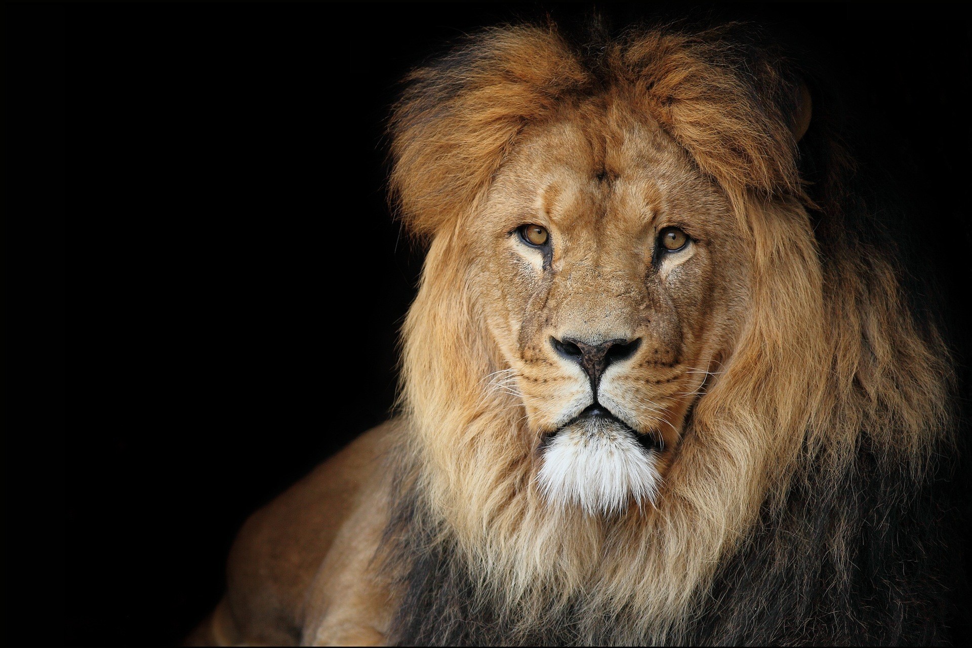 Lion with a dark background HD Wallpaper