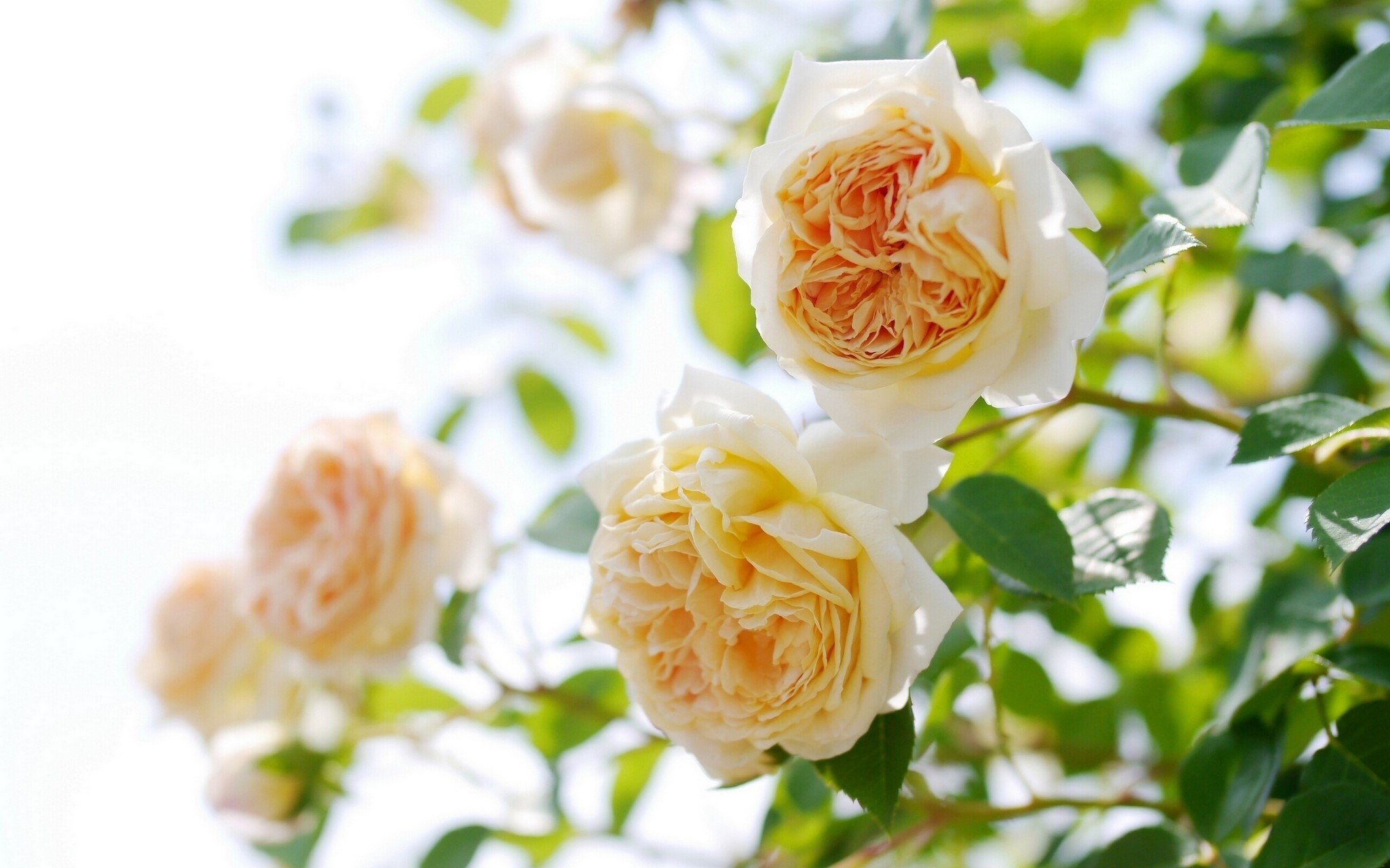 Close-up of pale peach roses with green foliage HD Wallpaper