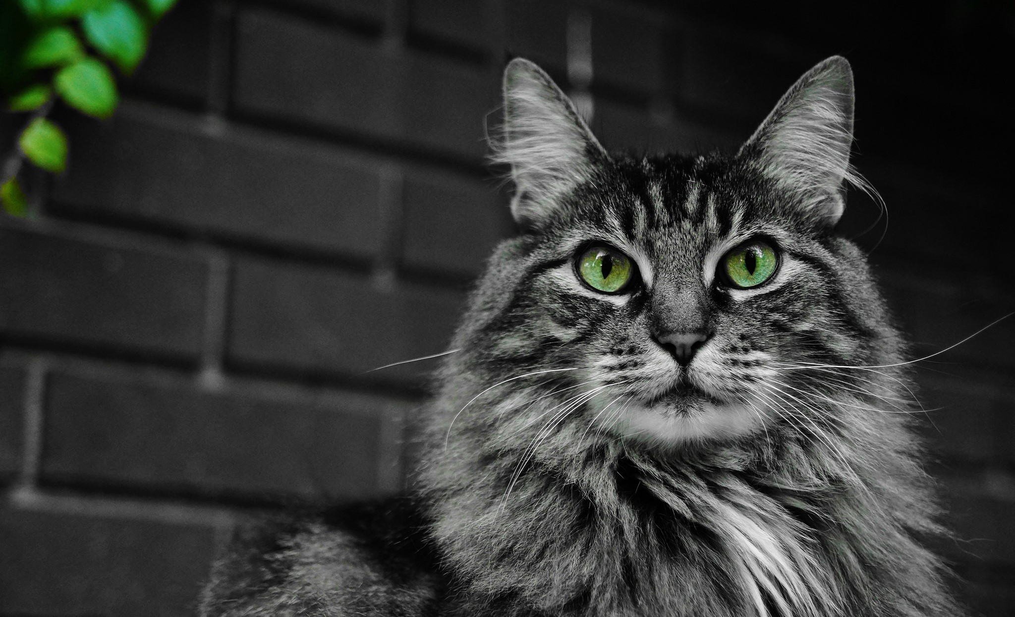 Close-up of a tabby cat with green eyes HD Wallpaper