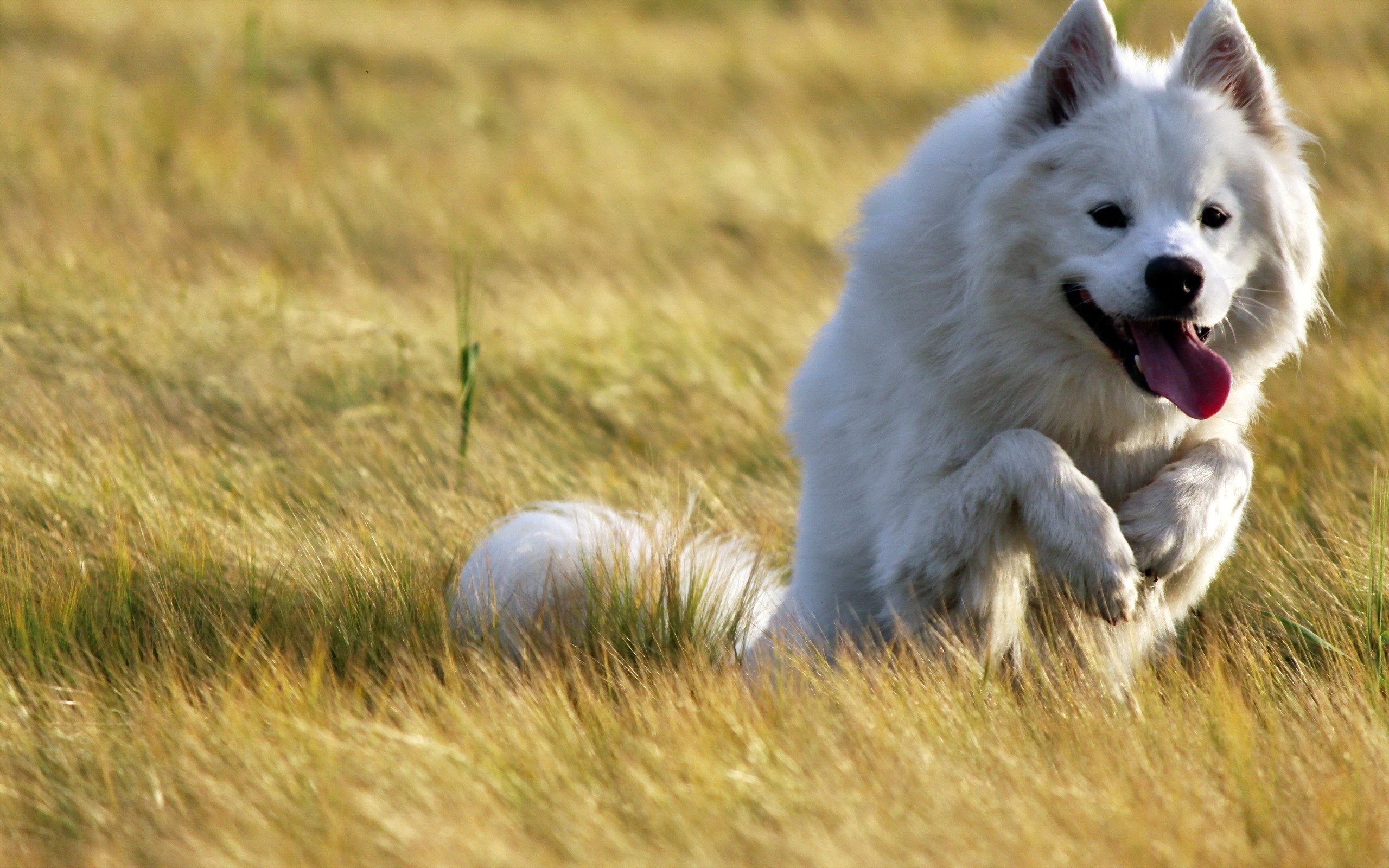 Joyful Samoyed Dog Running Through Grass HD Wallpaper