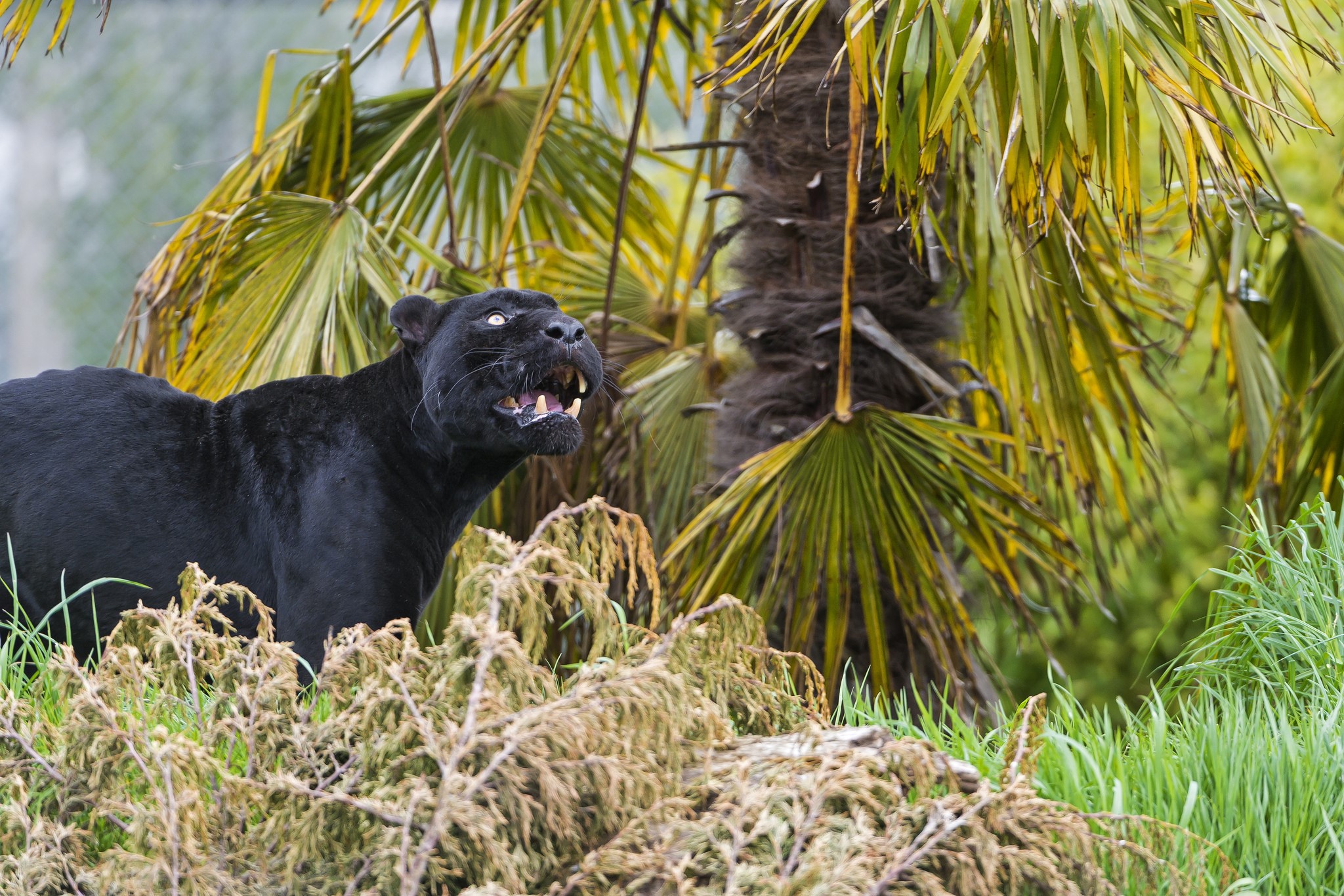 Black panther in front of palm trees HD Wallpaper