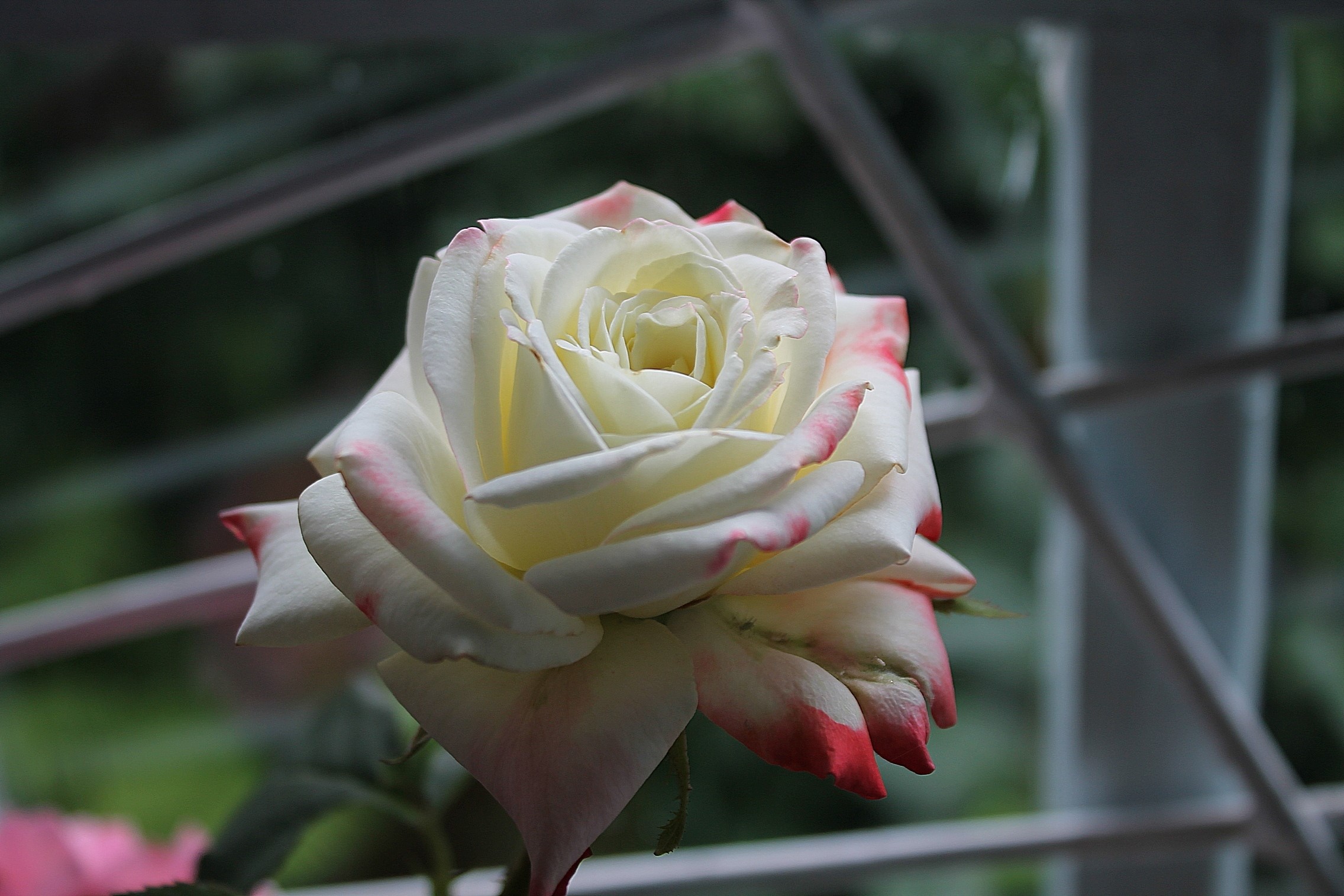 White rose with pink edges HD Wallpaper