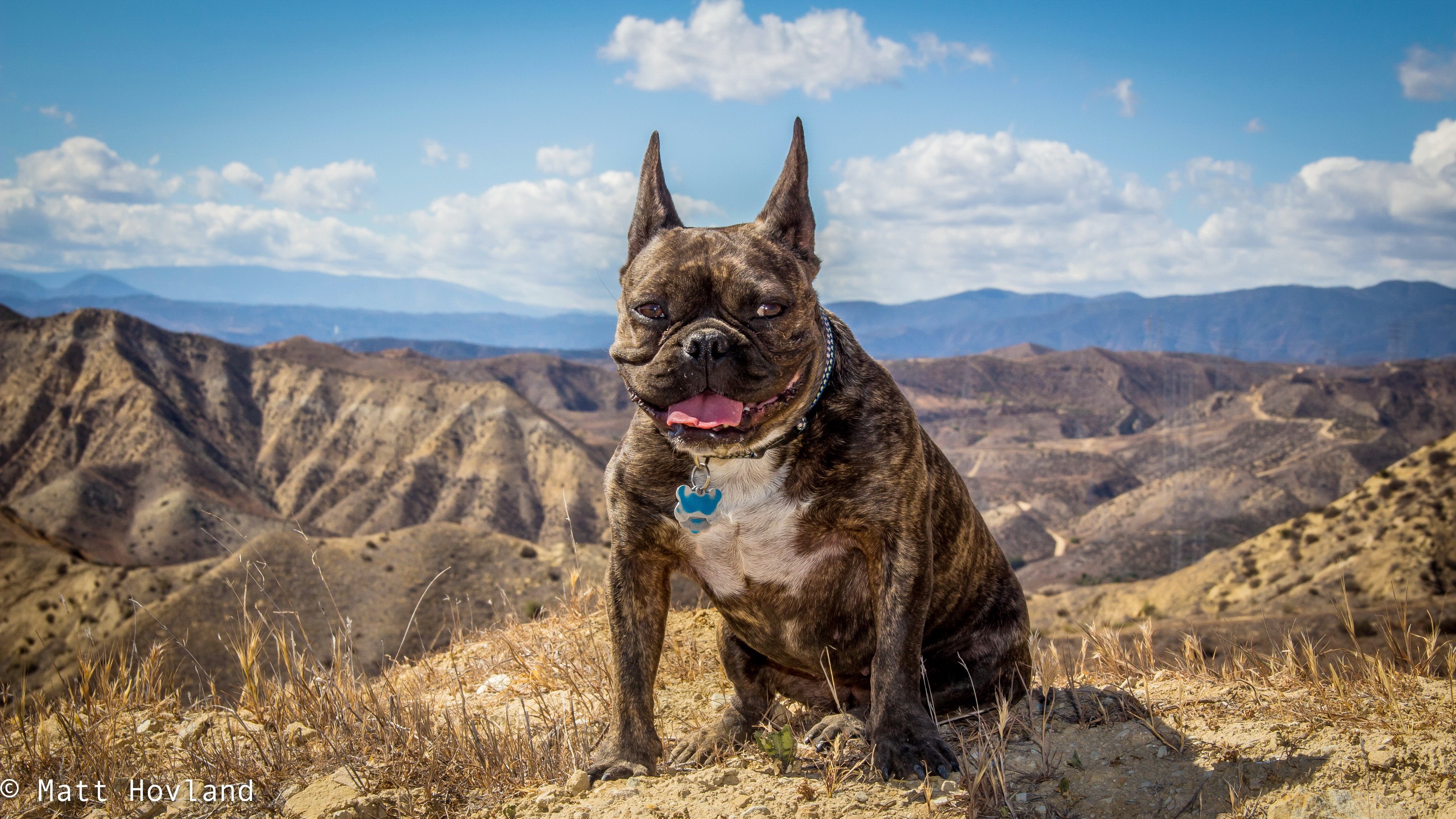 Brindle French Bulldog sitting on a hill HD Wallpaper