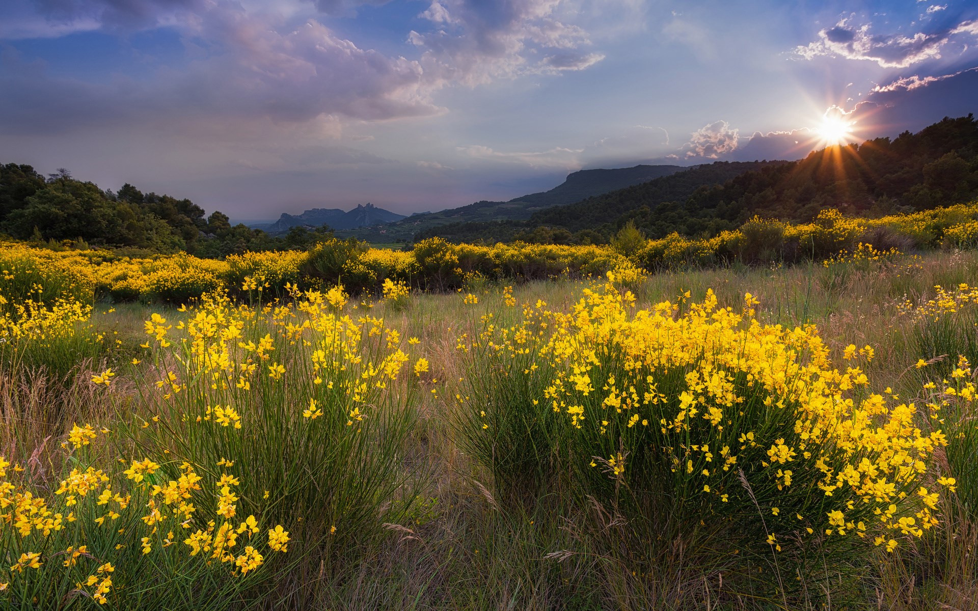Field of yellow flowers at sunset with mountains HD Wallpaper