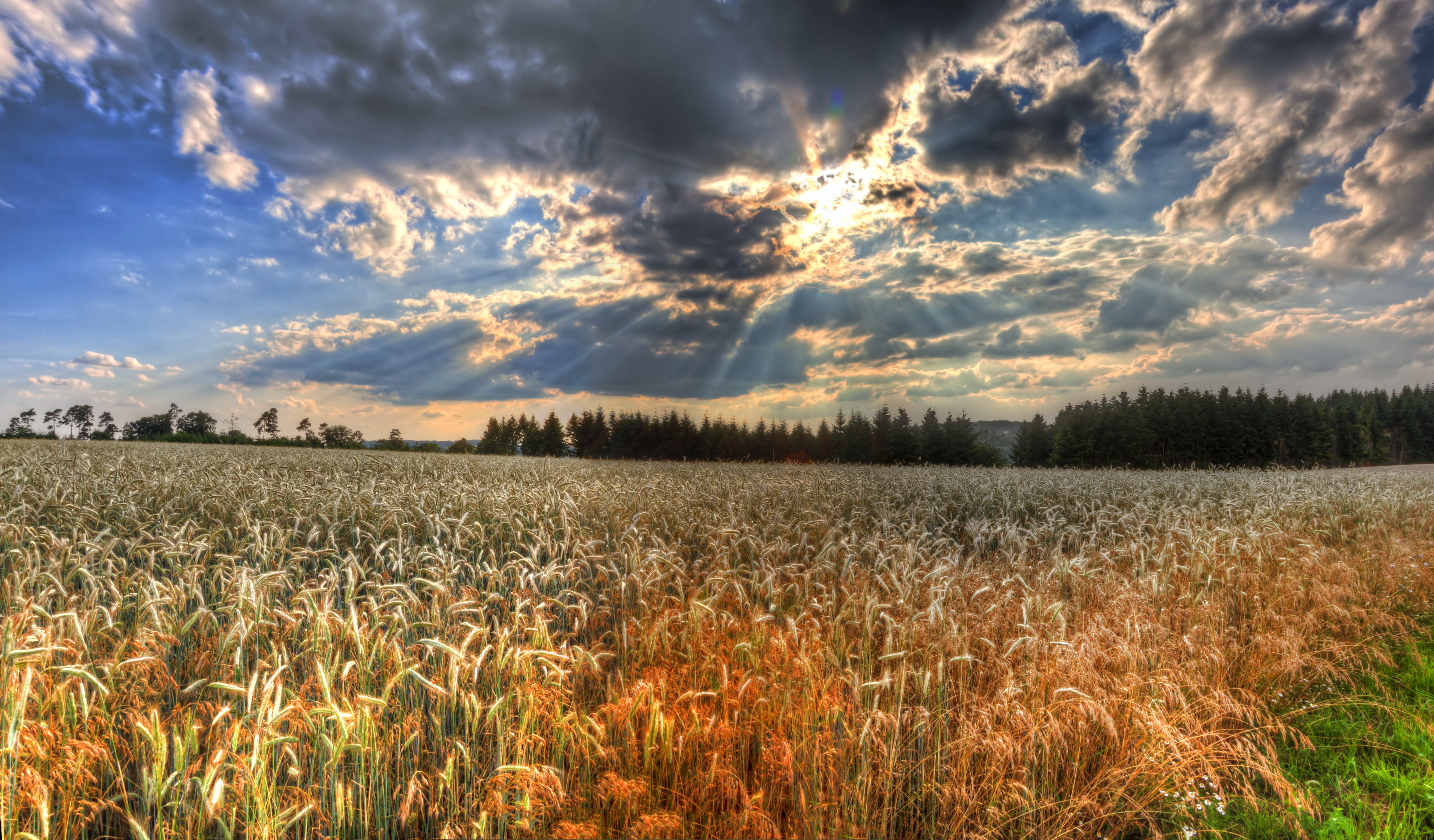 Wheat field under dramatic cloudy sky with sun rays HD Wallpaper
