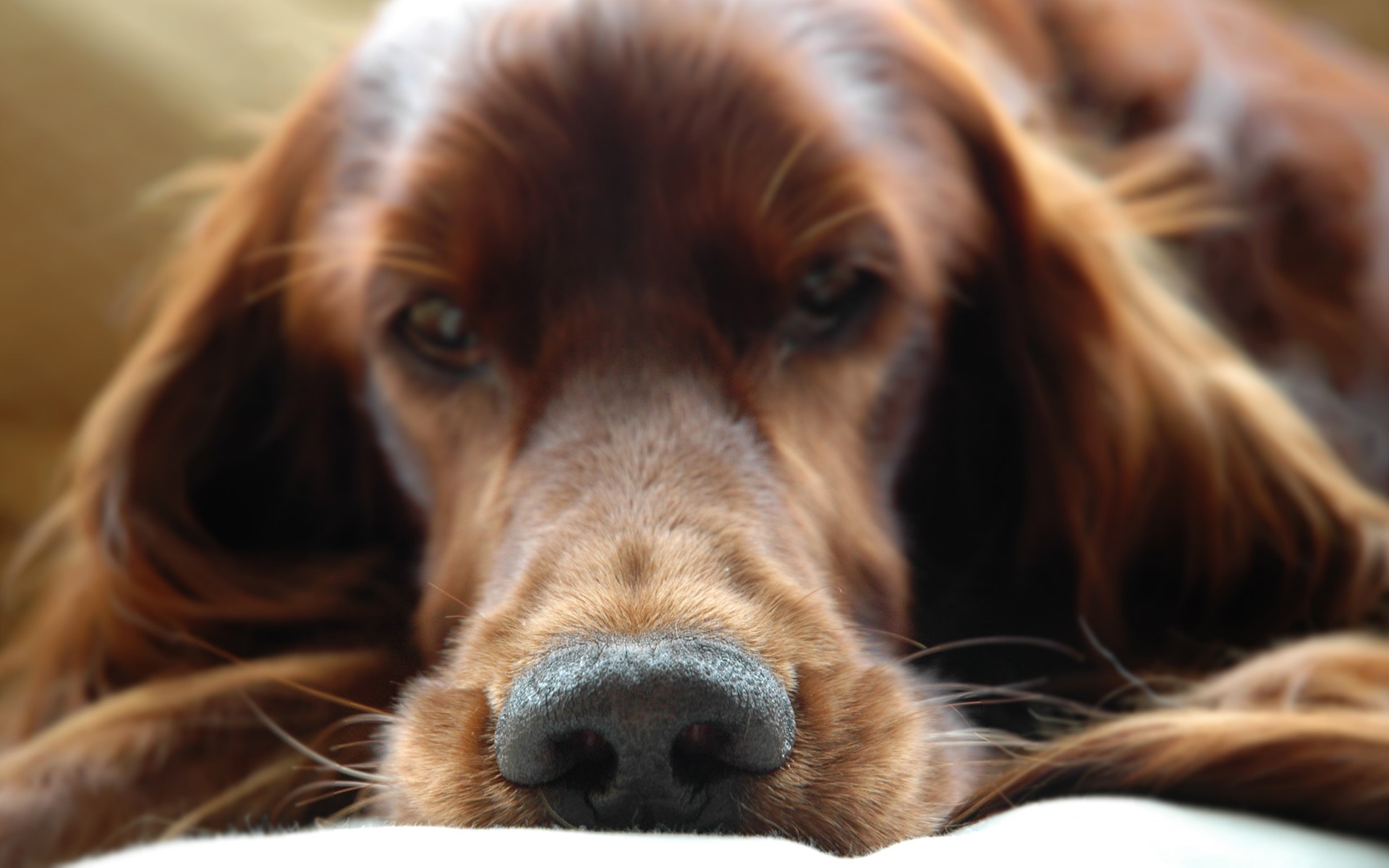 Close-up of an Irish Setter dog's face HD Wallpaper