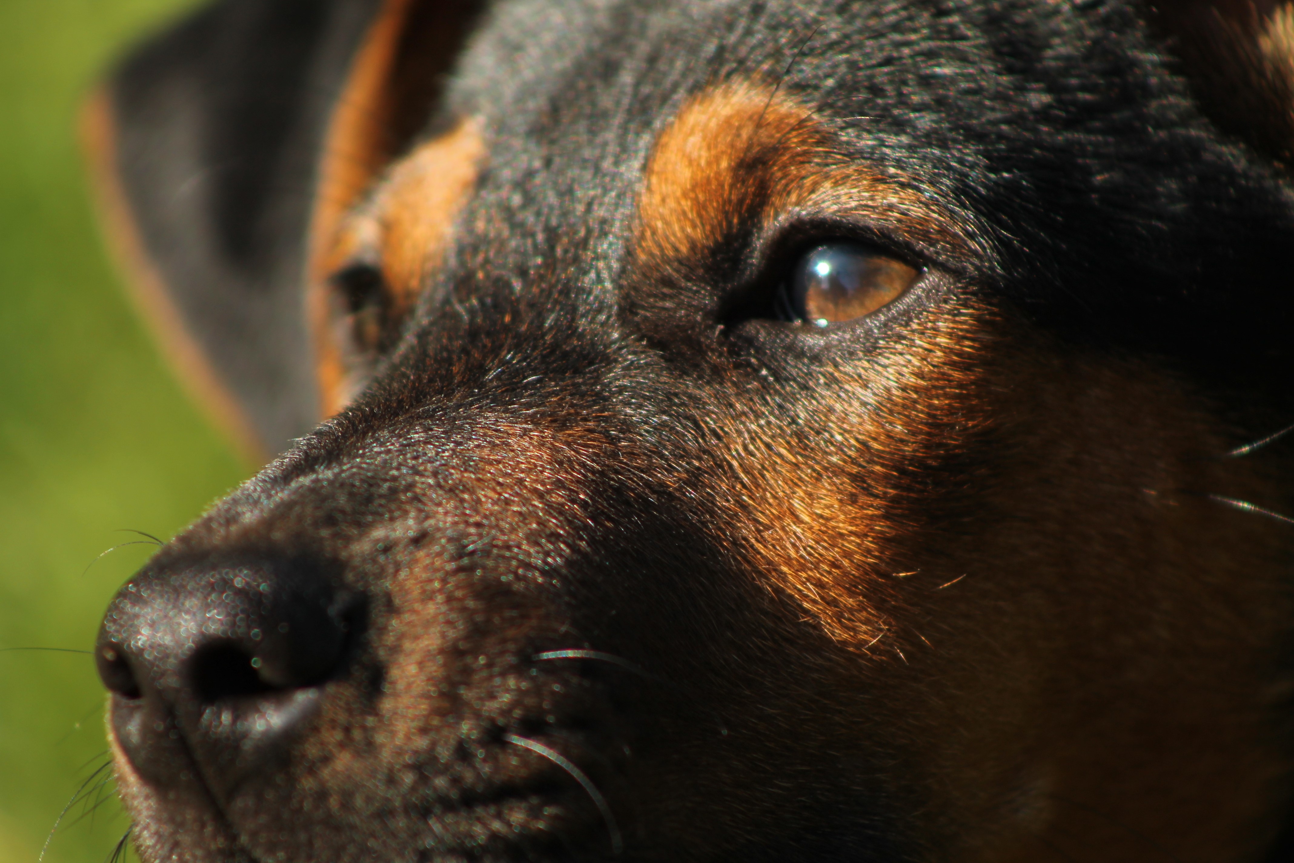 Close-up of a Rottweiler dog's face HD Wallpaper