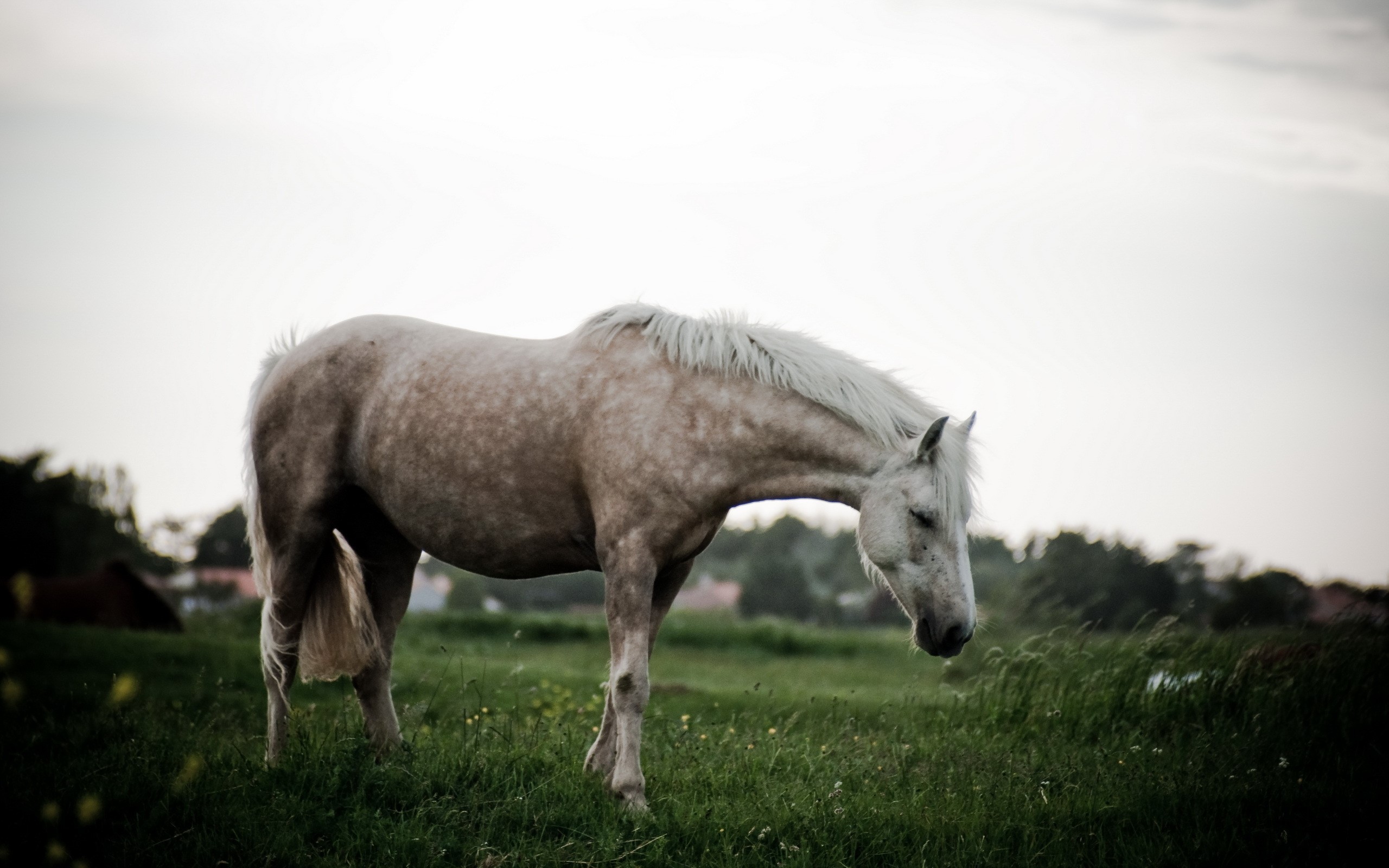 A light-colored horse grazing in a grassy field HD Wallpaper