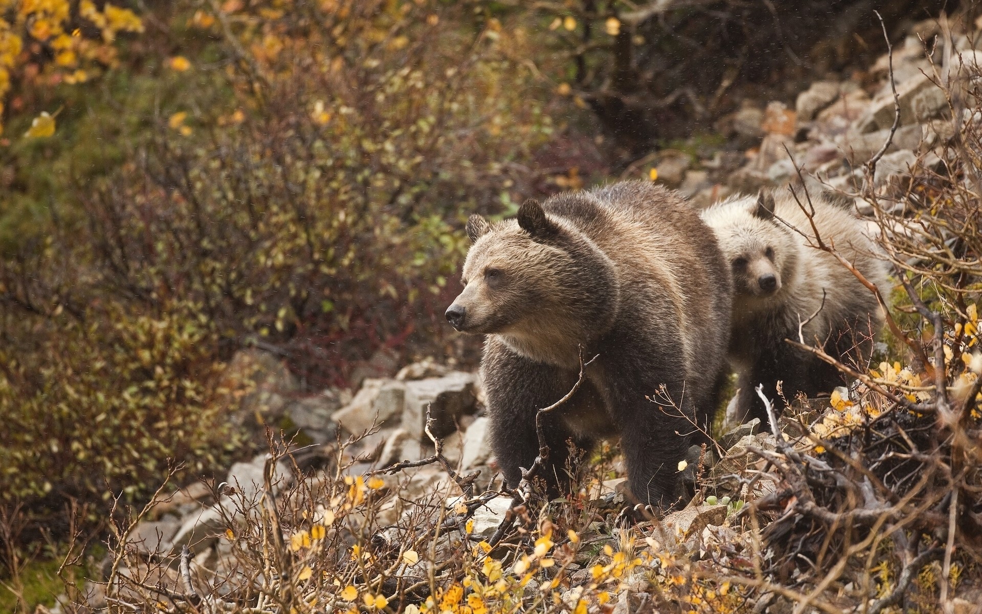 Two Brown Bears in a Rocky, Autumnal Forest HD Wallpaper