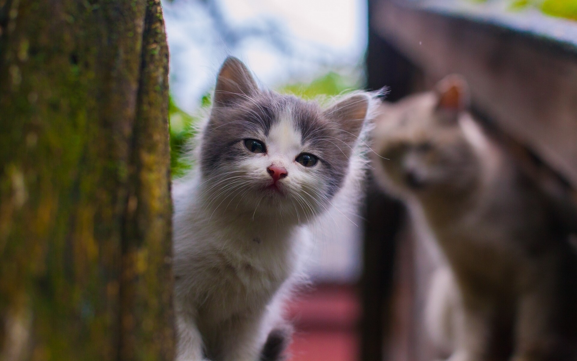 Kitten peeking from behind a tree with another cat in background HD Wallpaper