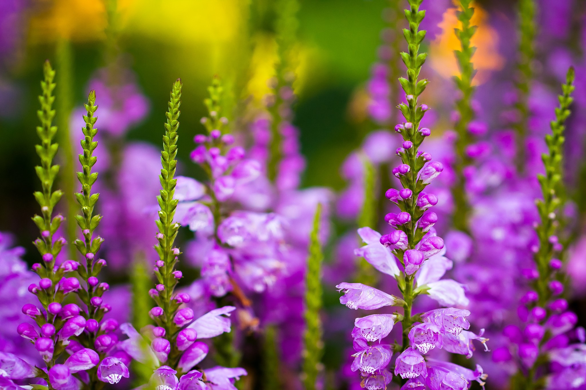 Purple flowers with green stems in a garden HD Wallpaper