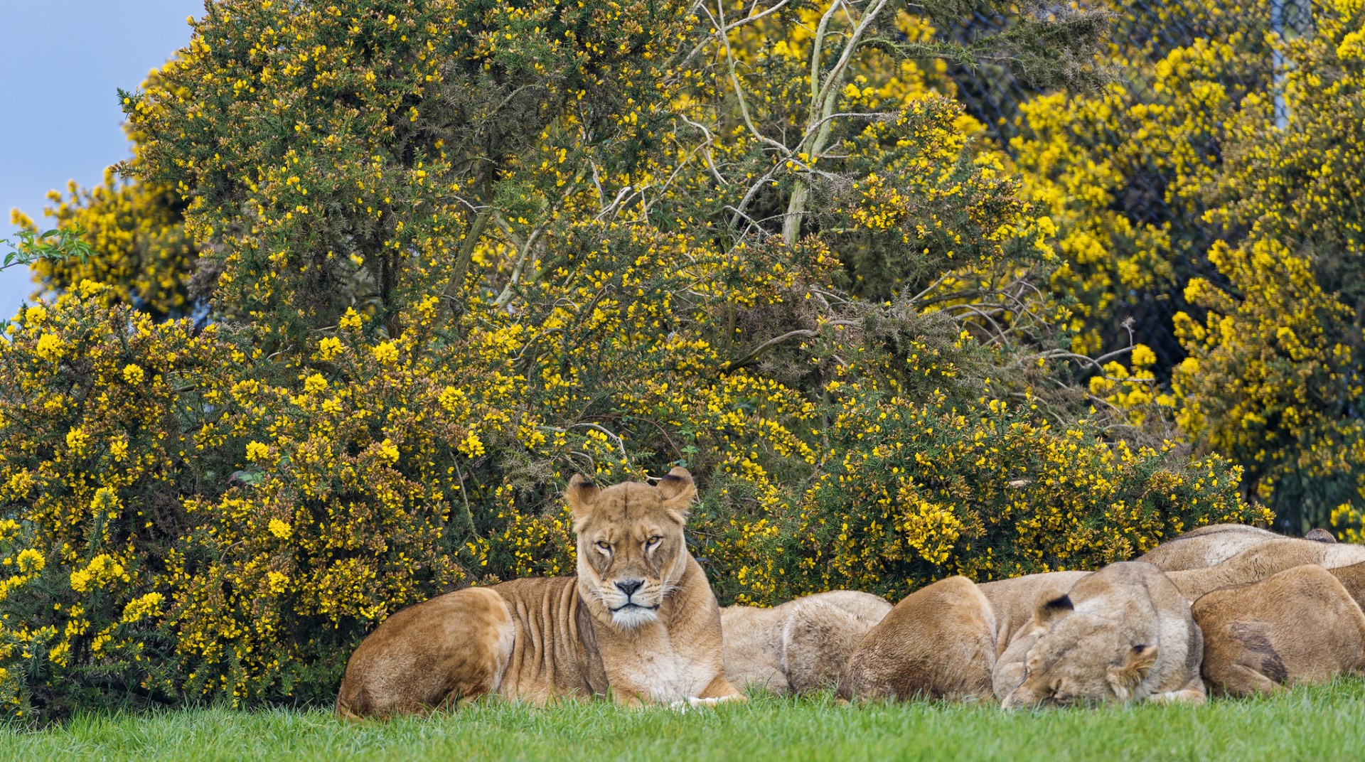 Lions resting near yellow flowering bushes HD Wallpaper
