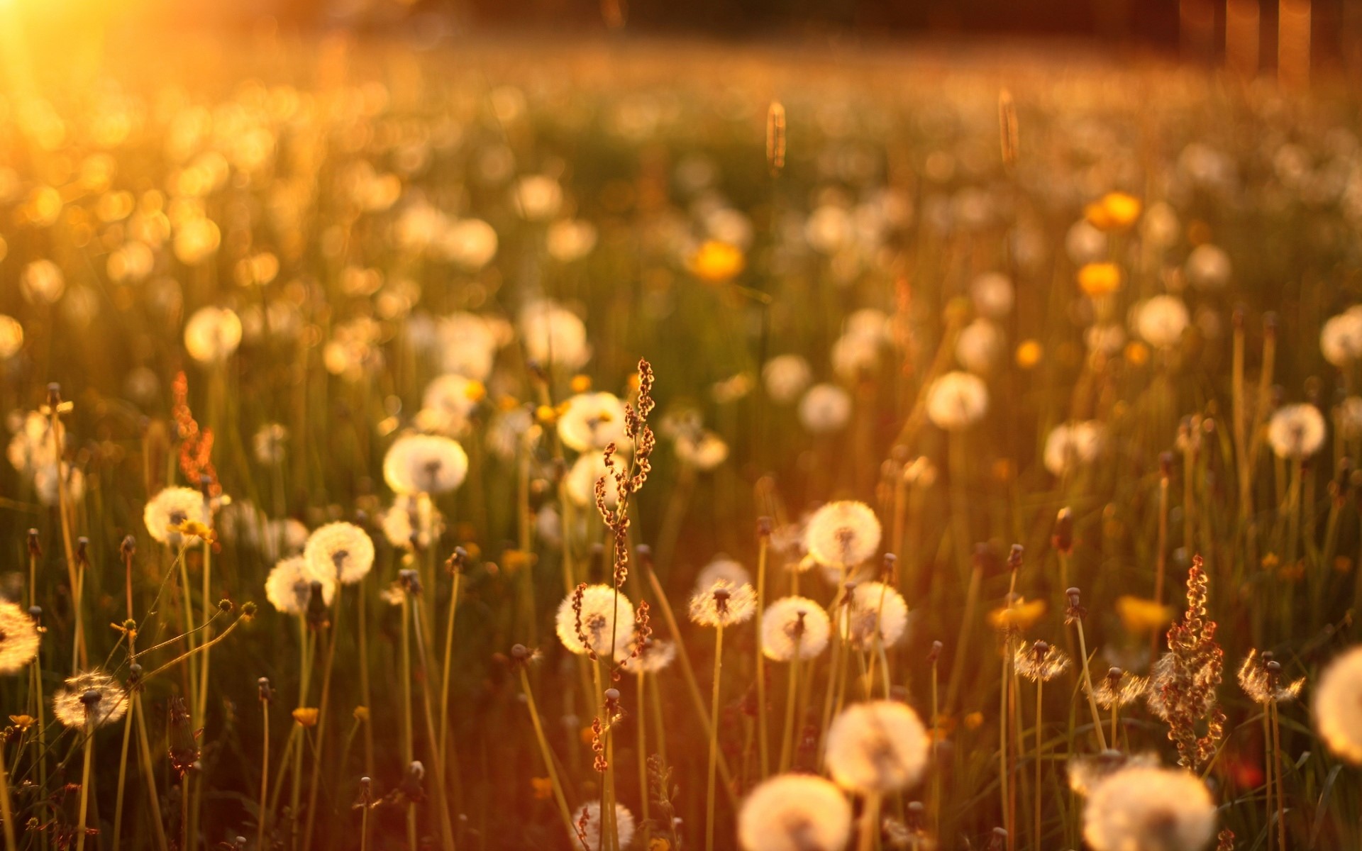 Field of dandelions at sunset HD Wallpaper