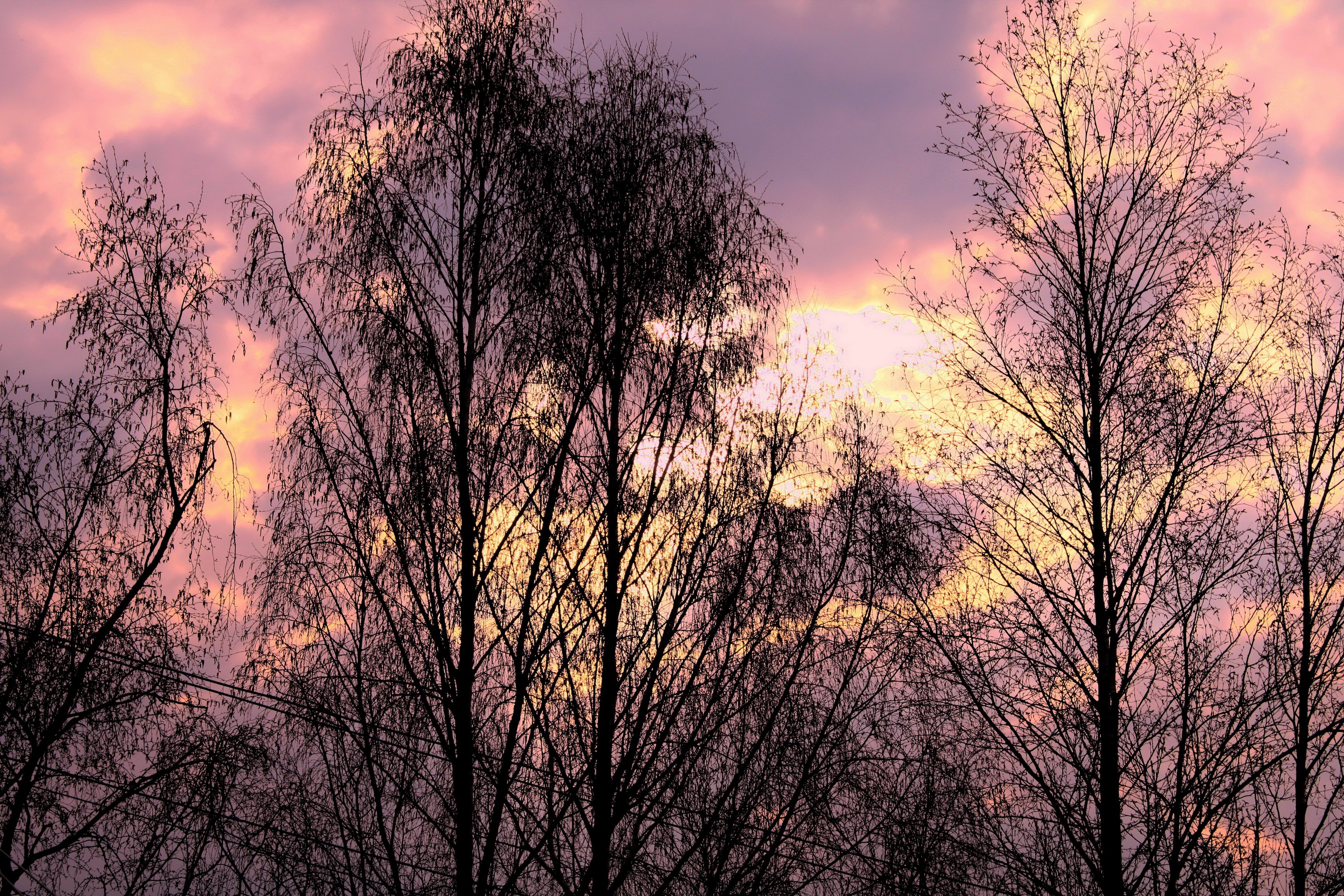Silhouetted trees against a colorful sunset sky HD Wallpaper