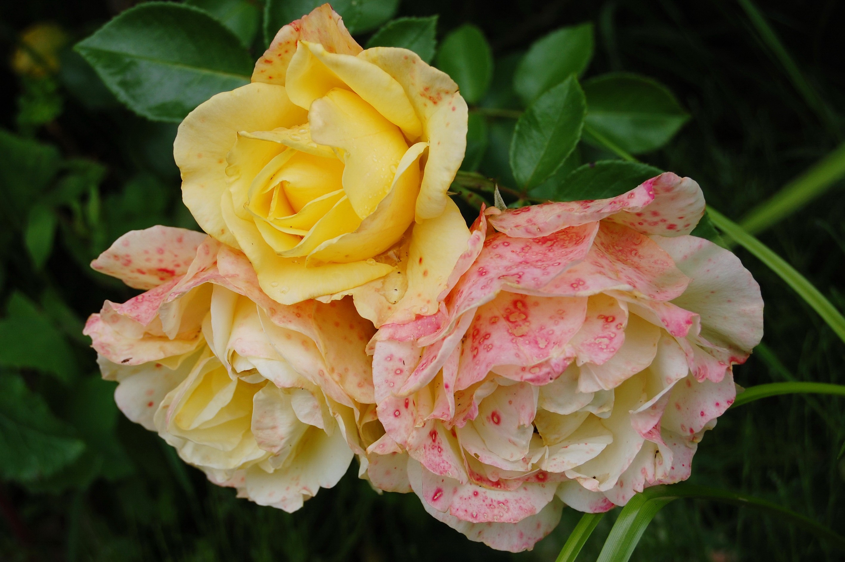 Yellow and pink speckled roses with green leaves HD Wallpaper