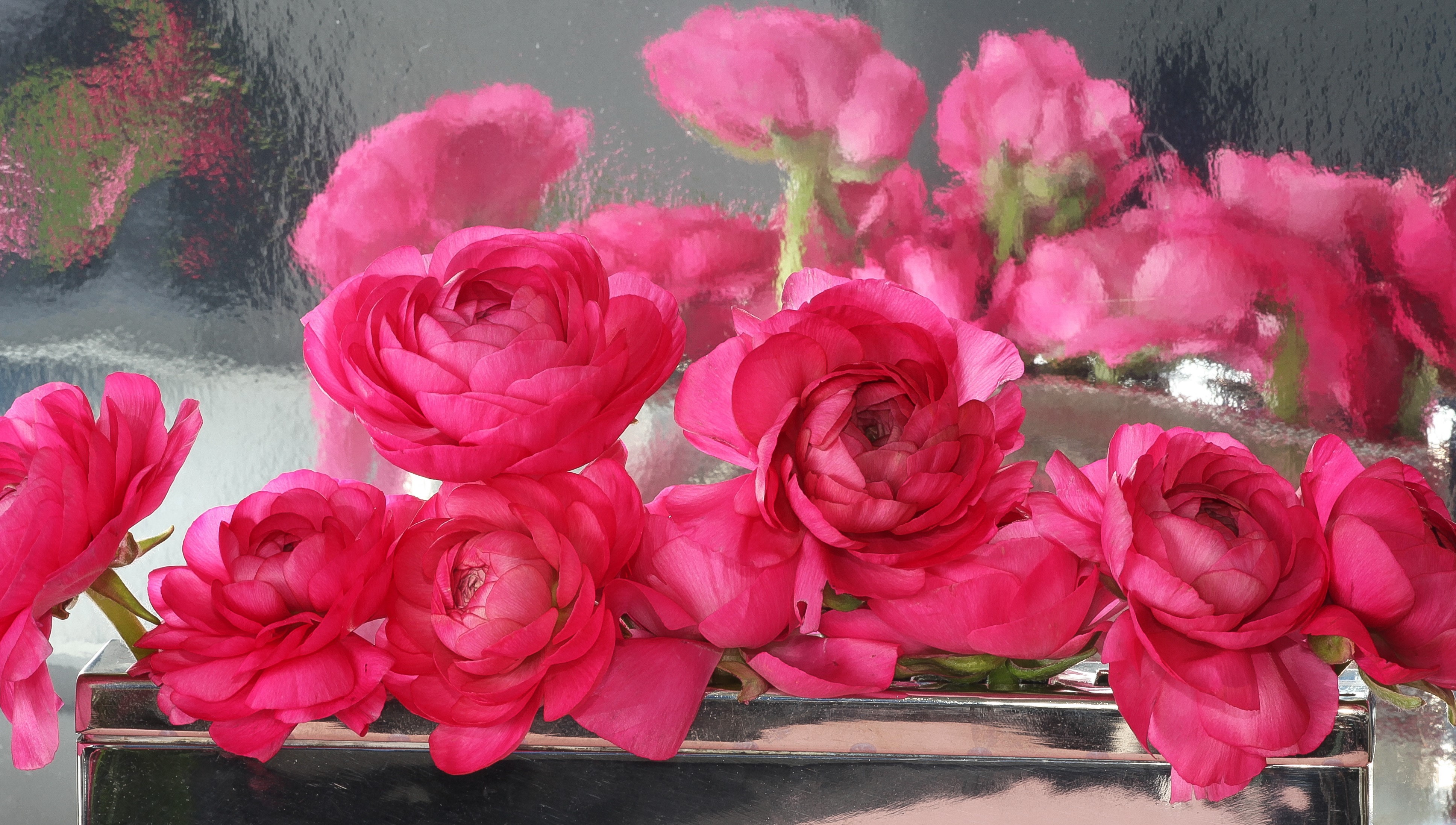 4K Pink Ranunculus Flowers in Silver Vase HD Wallpaper
