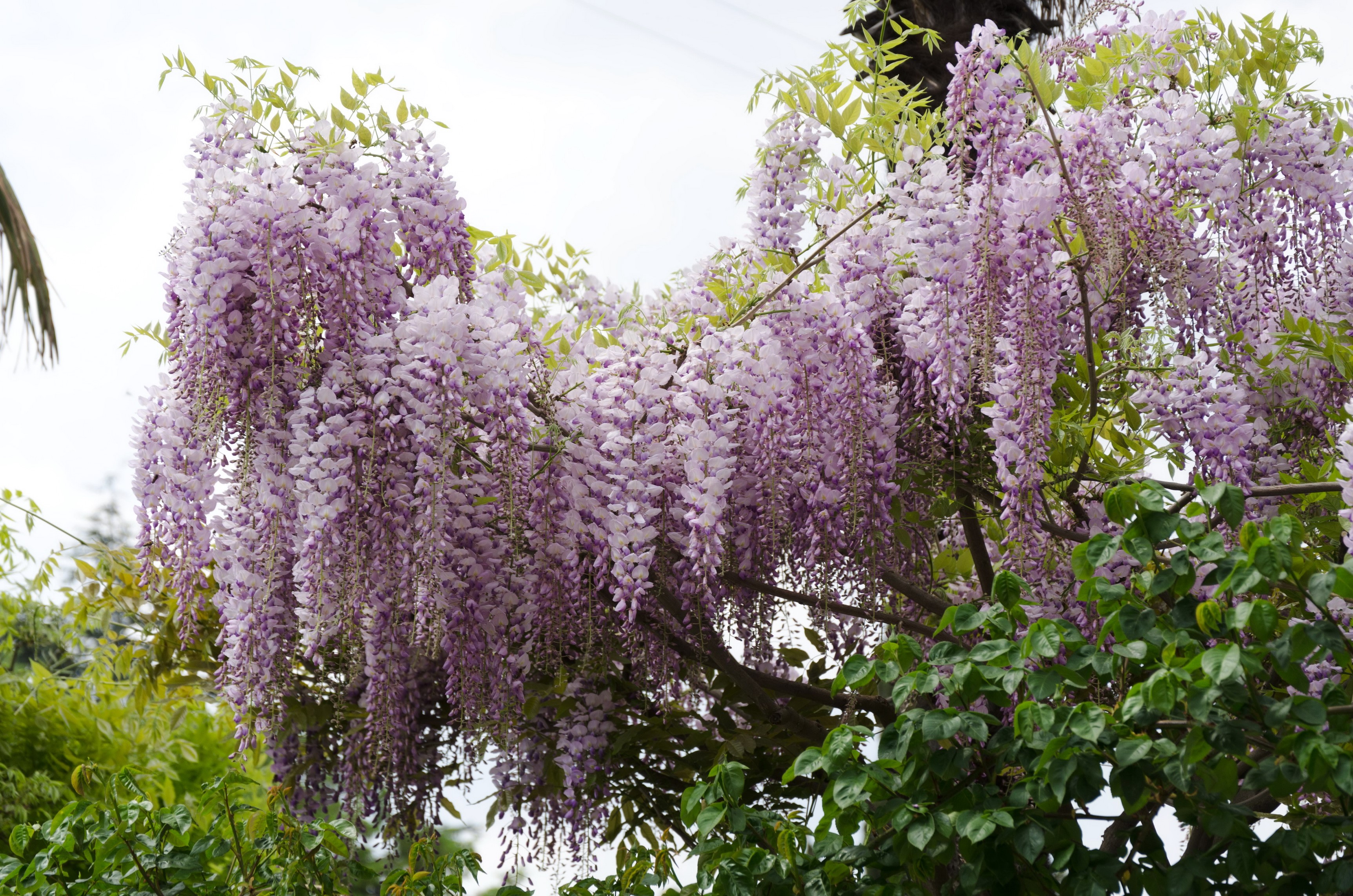 Purple Wisteria flowers cascading from a tree HD Wallpaper