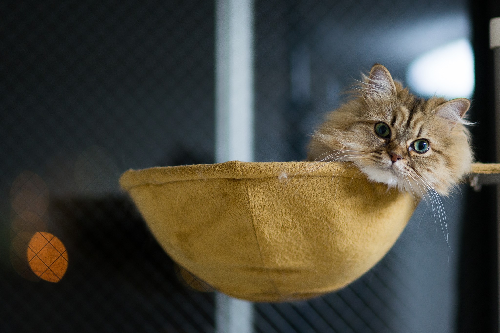 Fluffy cat with blue eyes in a yellow hammock HD Wallpaper