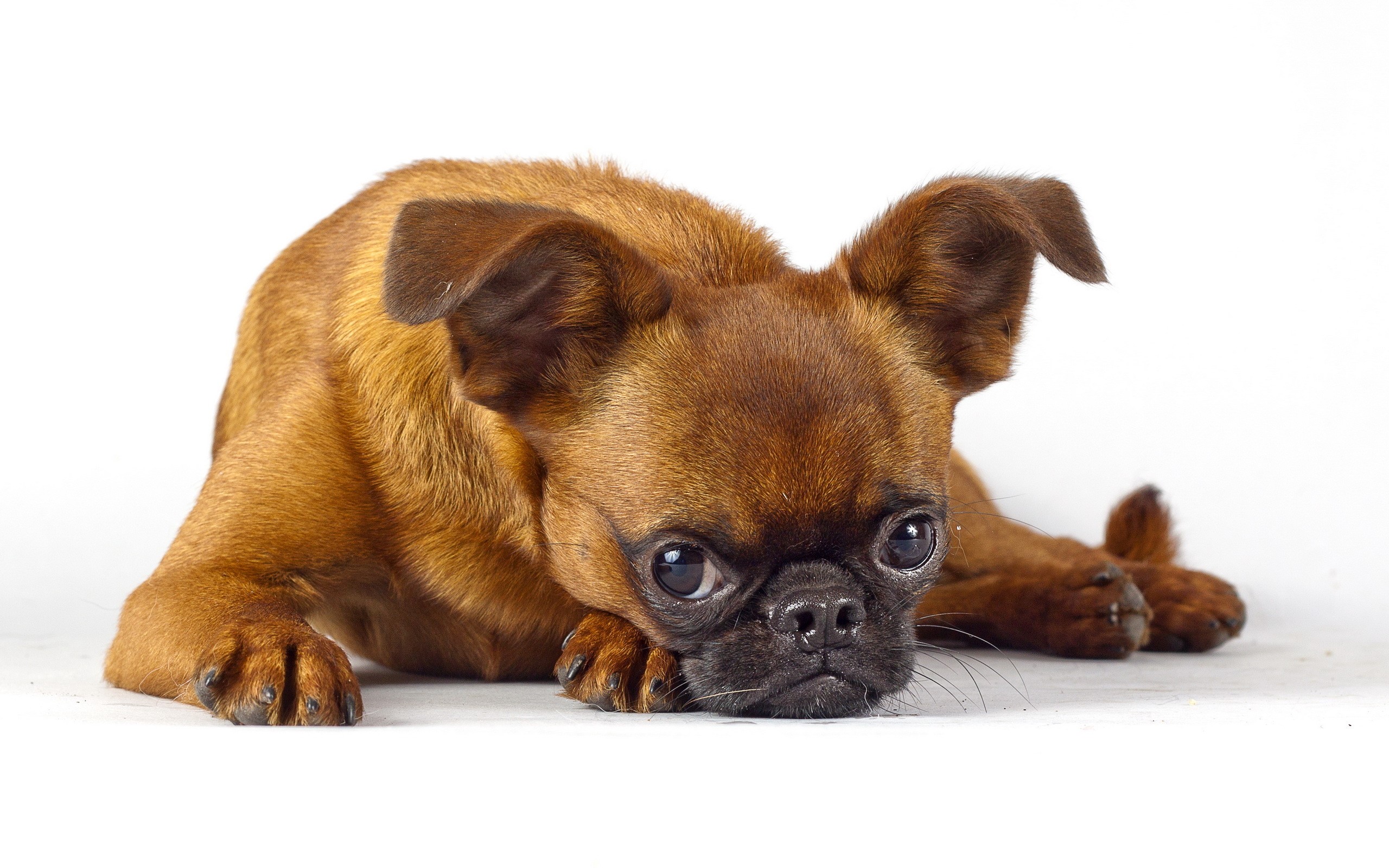 Brown Brussels Griffon dog lying down HD Wallpaper