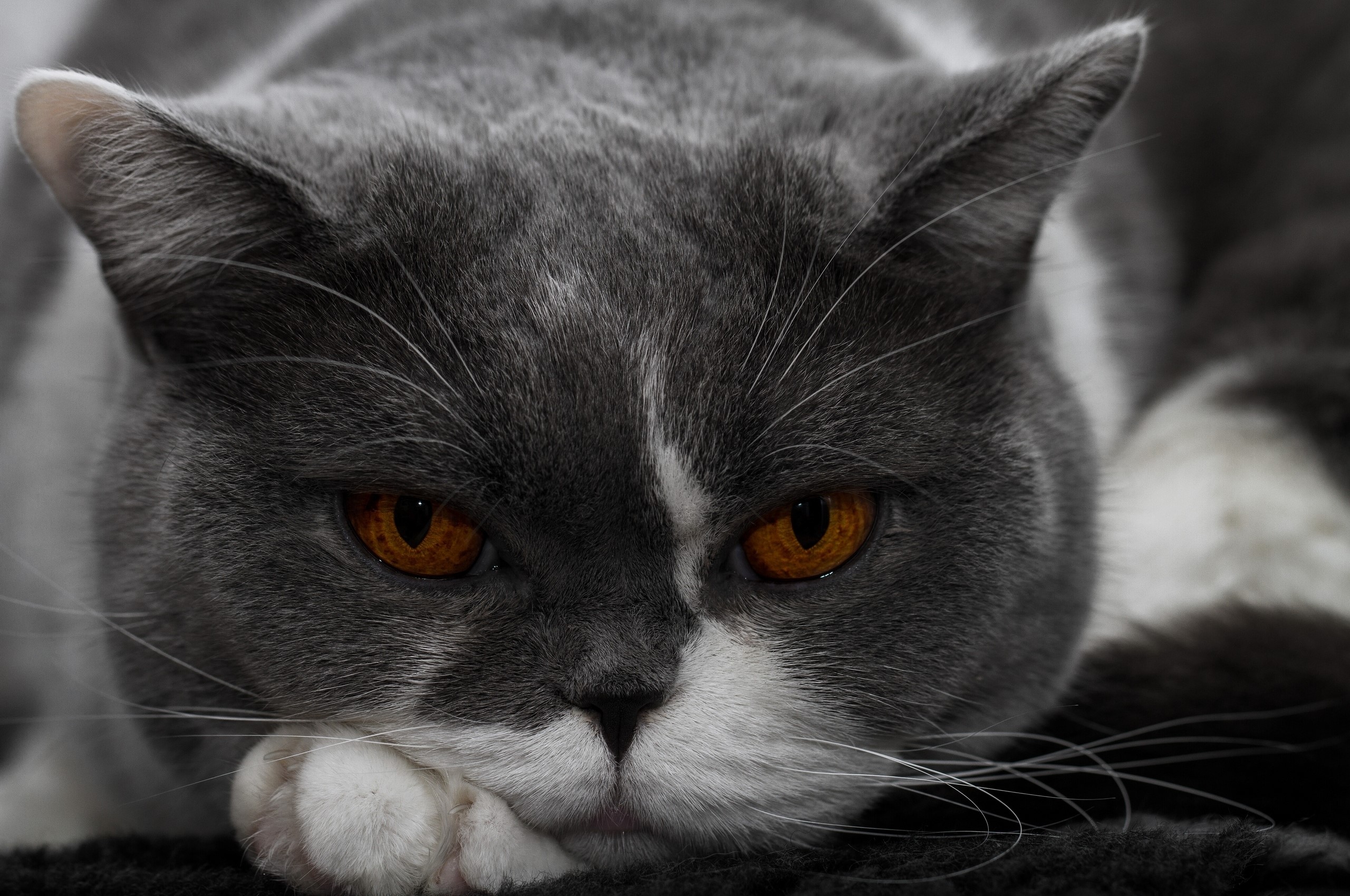 Close-up of a grey and white cat with orange eyes HD Wallpaper