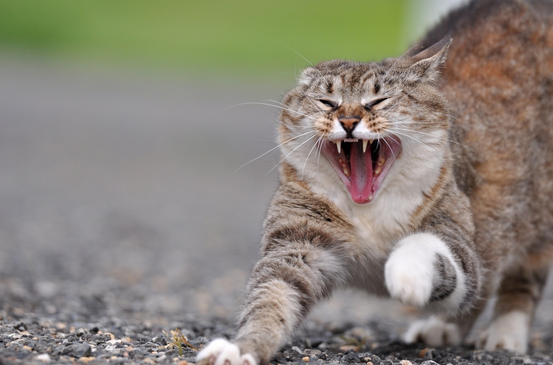A cat is yawning widely HD Wallpaper