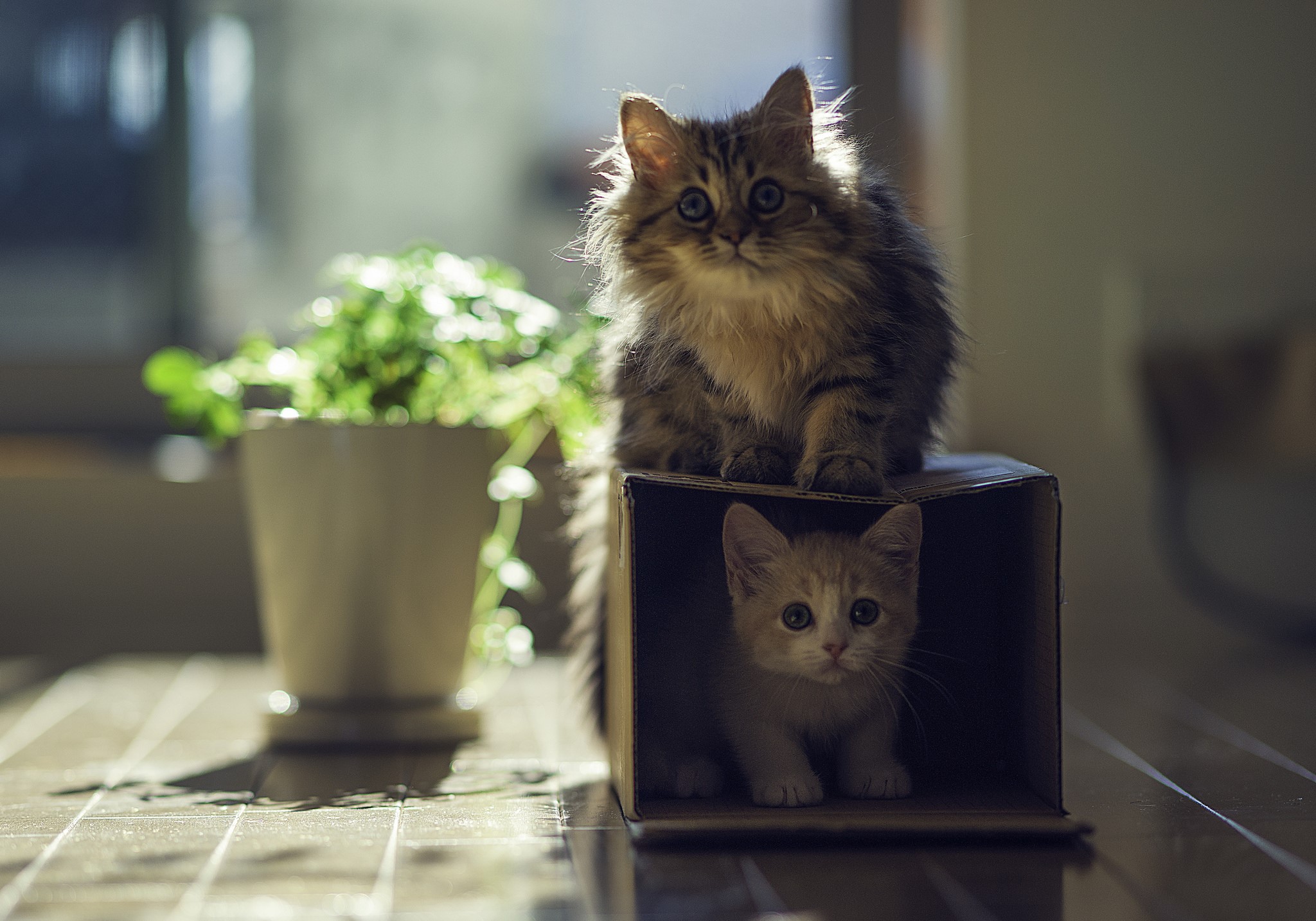 Two kittens, one in a box, one on top HD Wallpaper