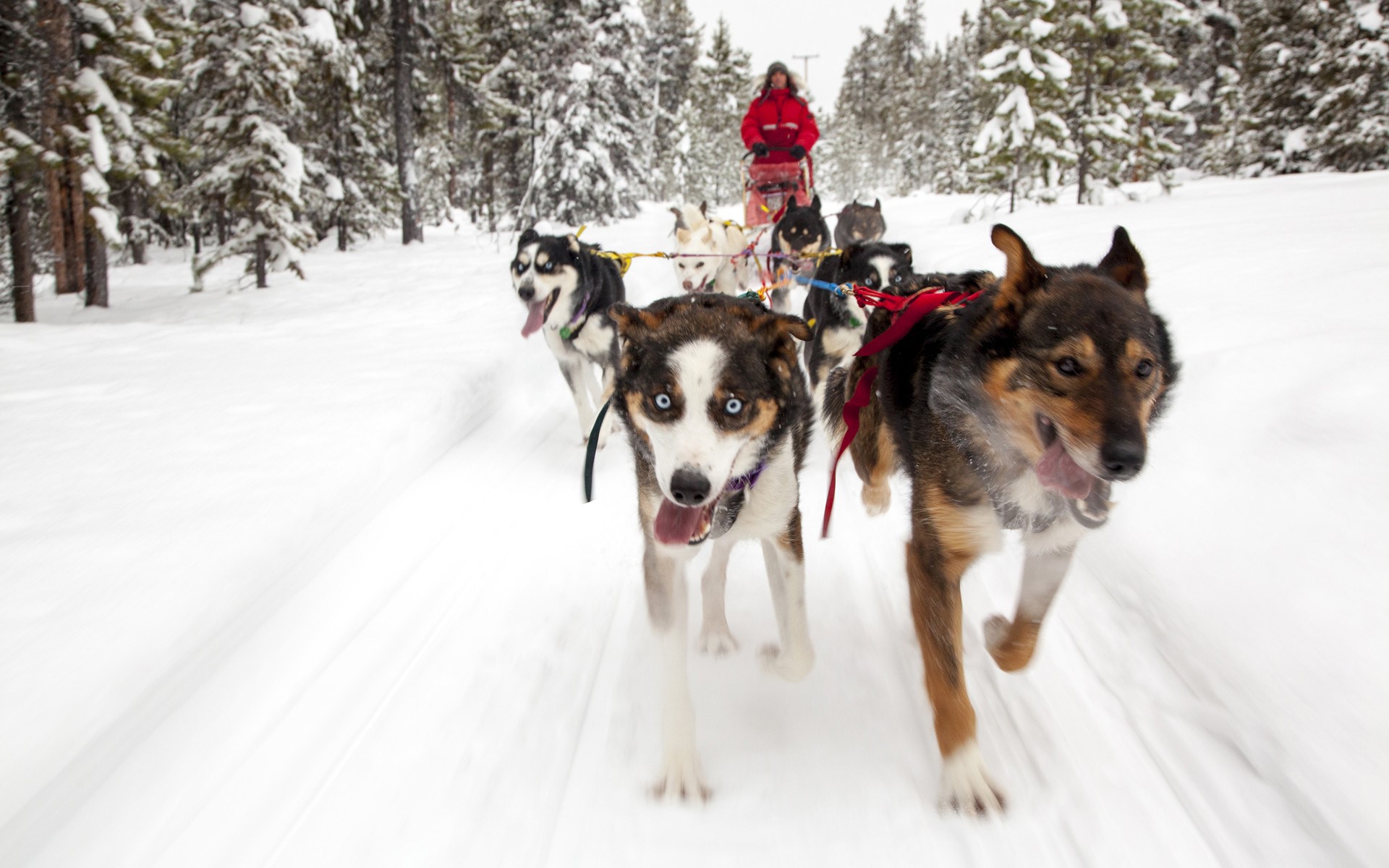 Dogs pulling a sled through a snowy forest HD Wallpaper