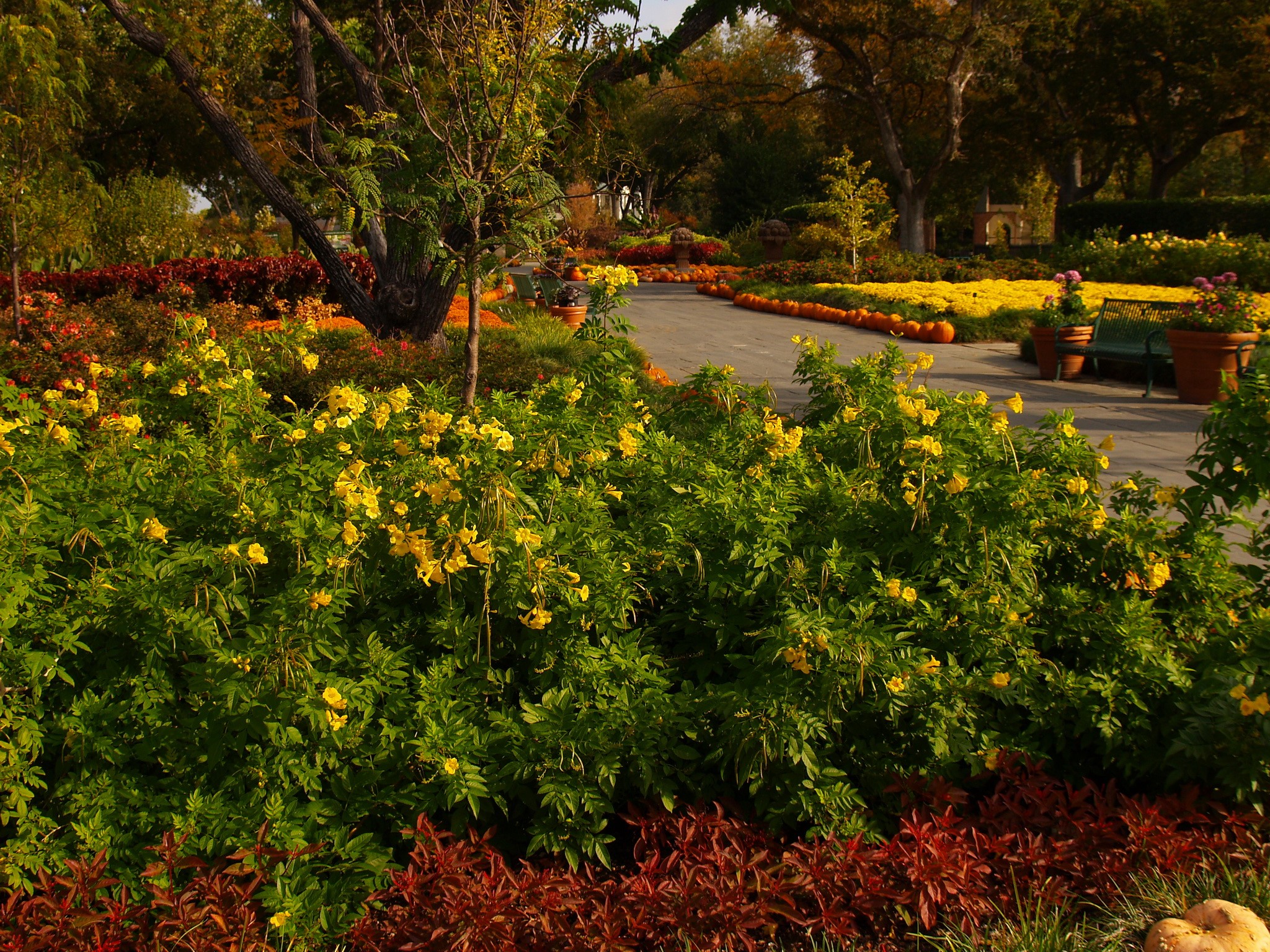 Autumn garden with yellow flowers and pumpkins HD Wallpaper