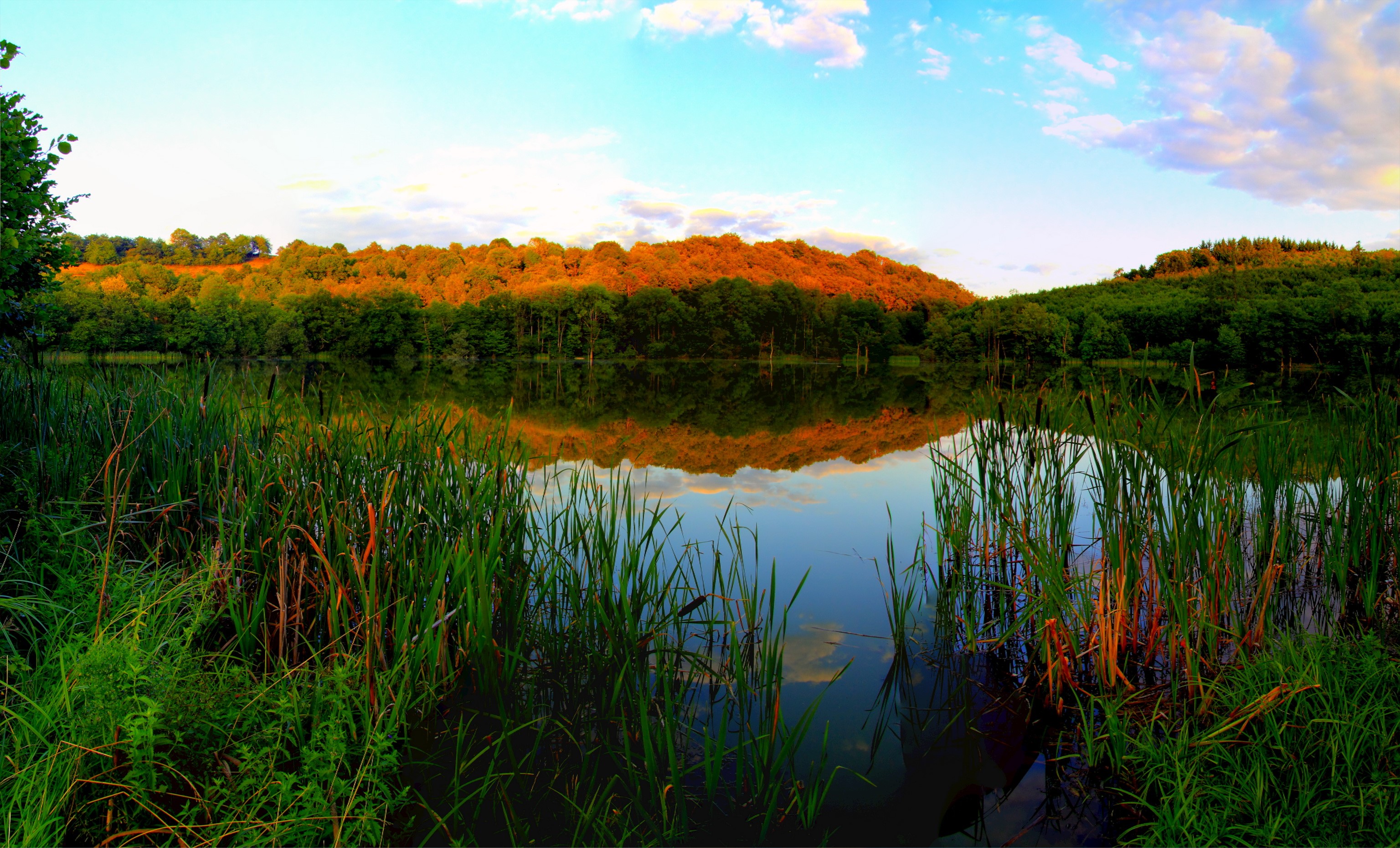 Lake reflection of trees and sky in Ellscheid, Germany HD Wallpaper