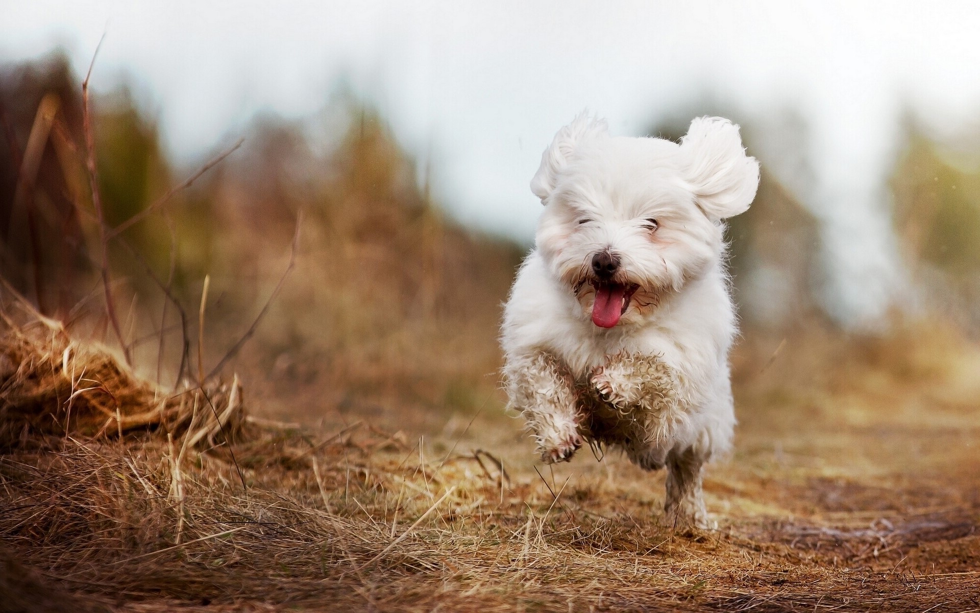 A white dog running through a field HD Wallpaper