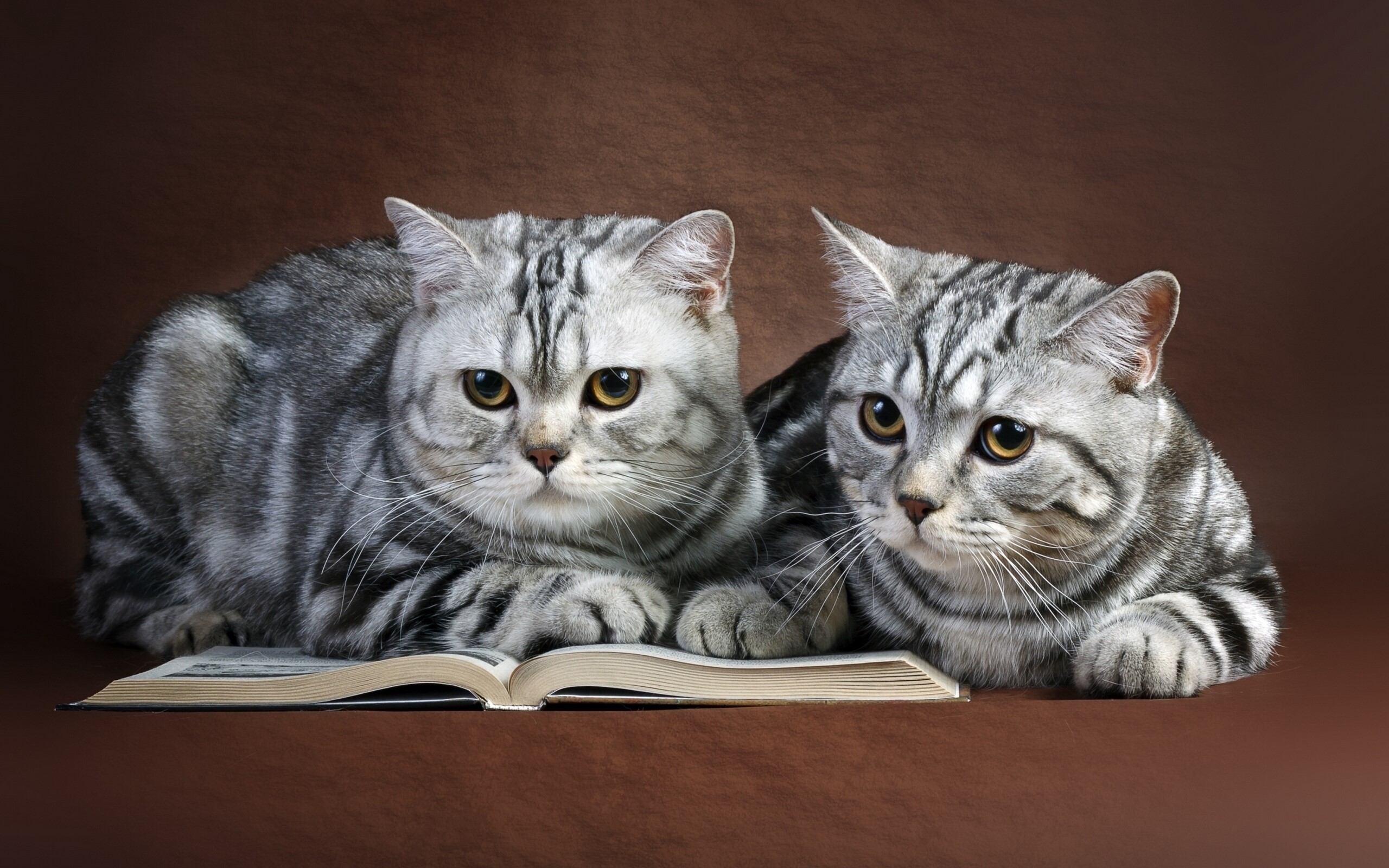 Two British Shorthair cats with a book HD Wallpaper