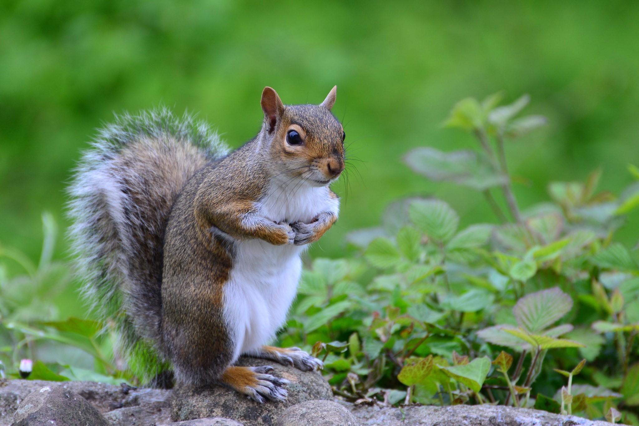 A squirrel sits on rocks with green foliage in the background HD Wallpaper