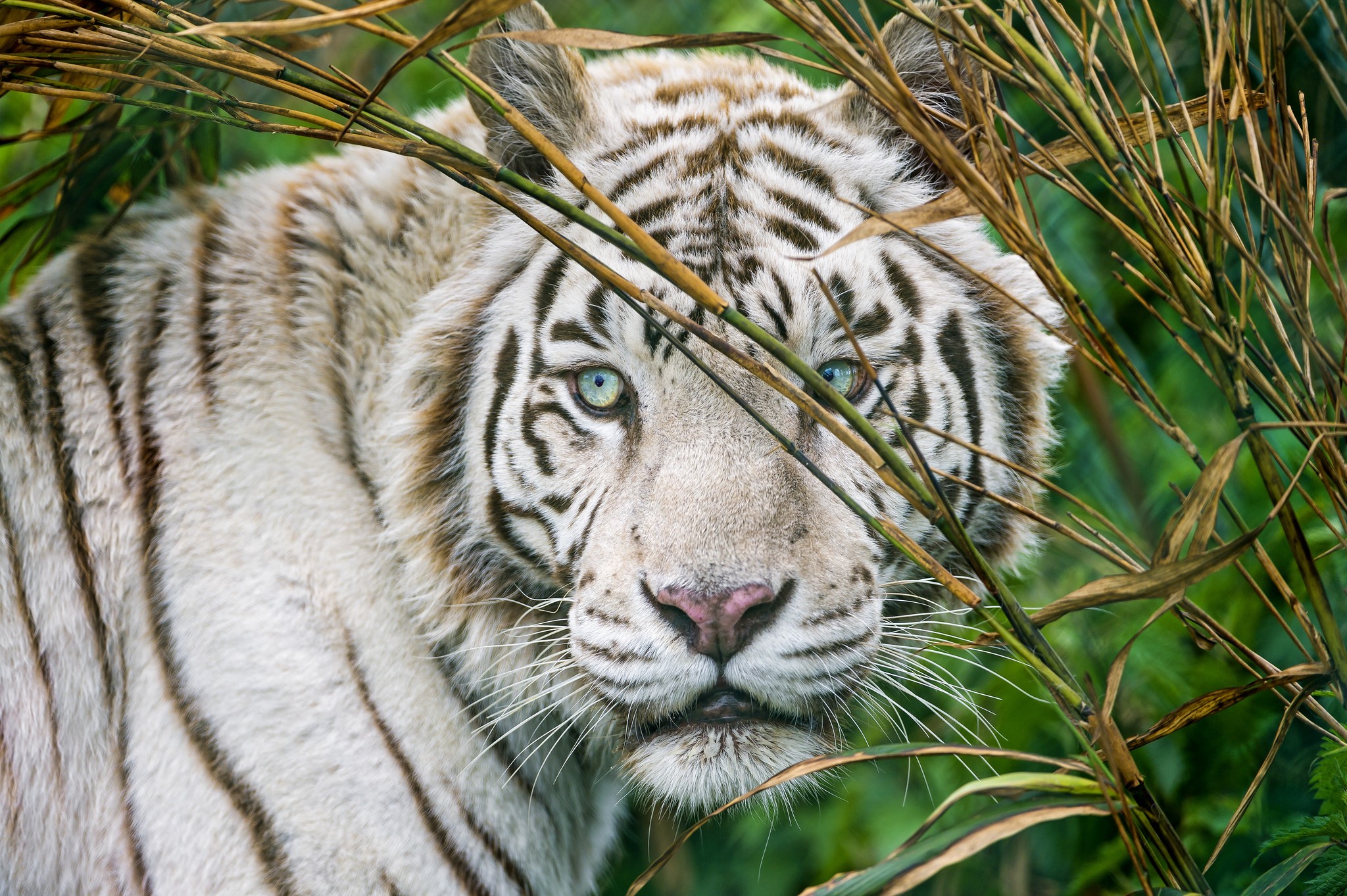 White tiger peeking through tall grass HD Wallpaper