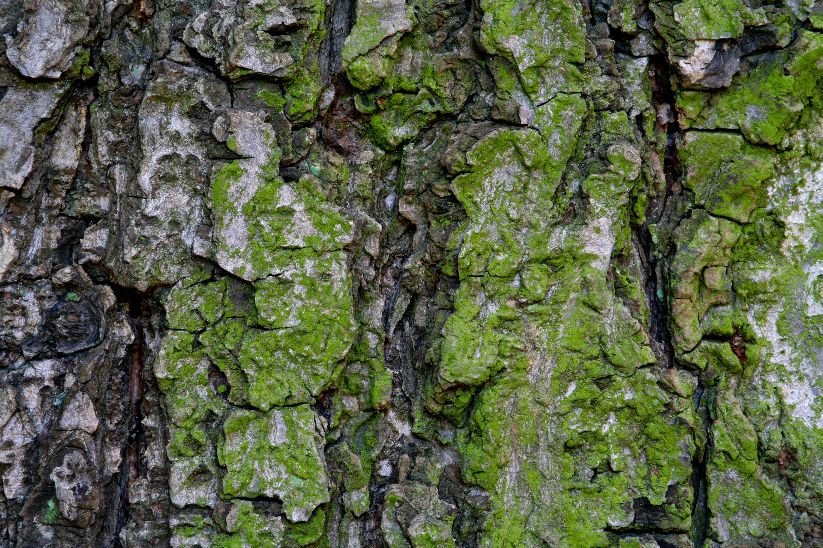 Close-up of tree bark with moss HD Wallpaper