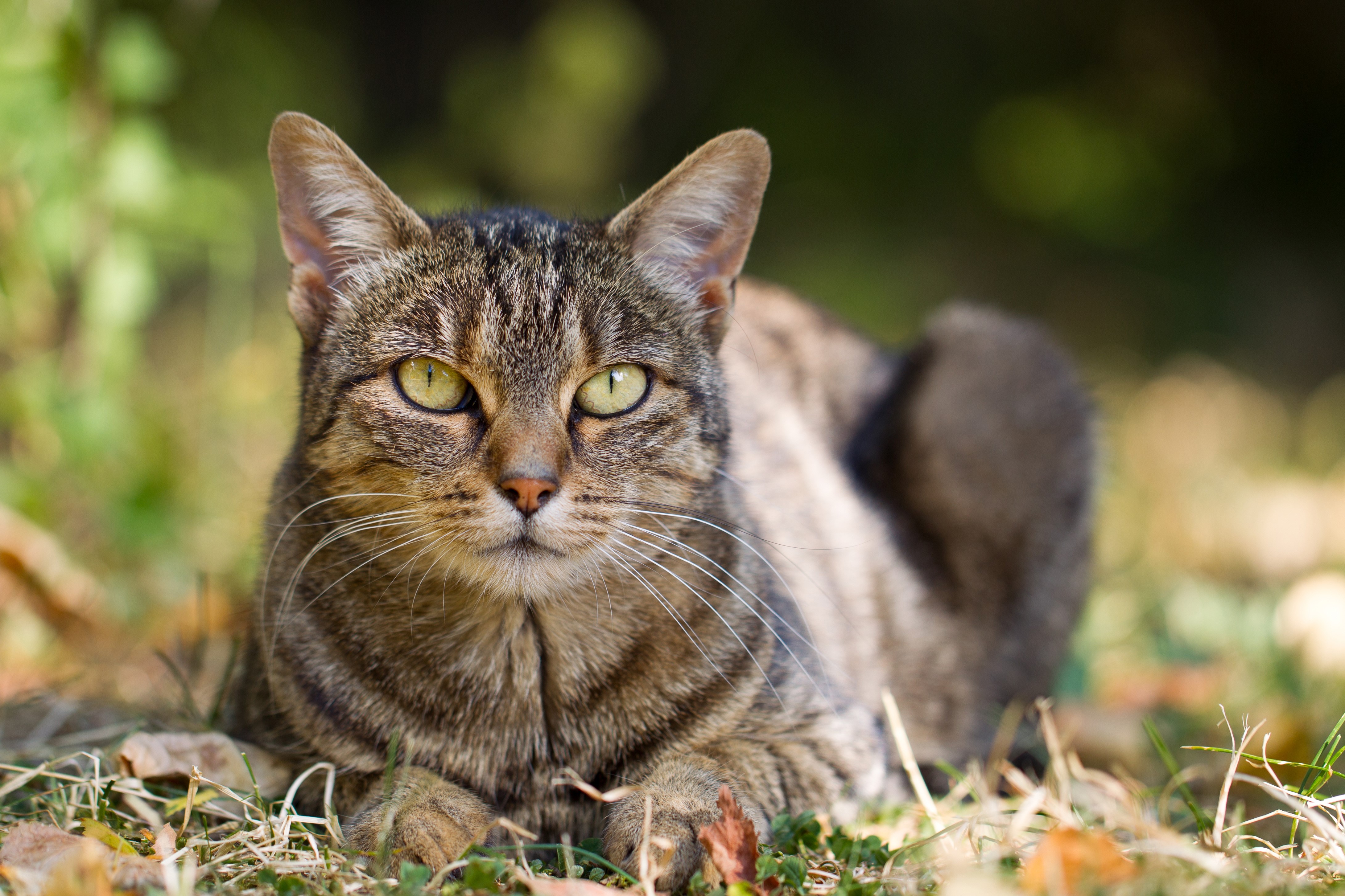 Tabby cat lying on grass HD Wallpaper