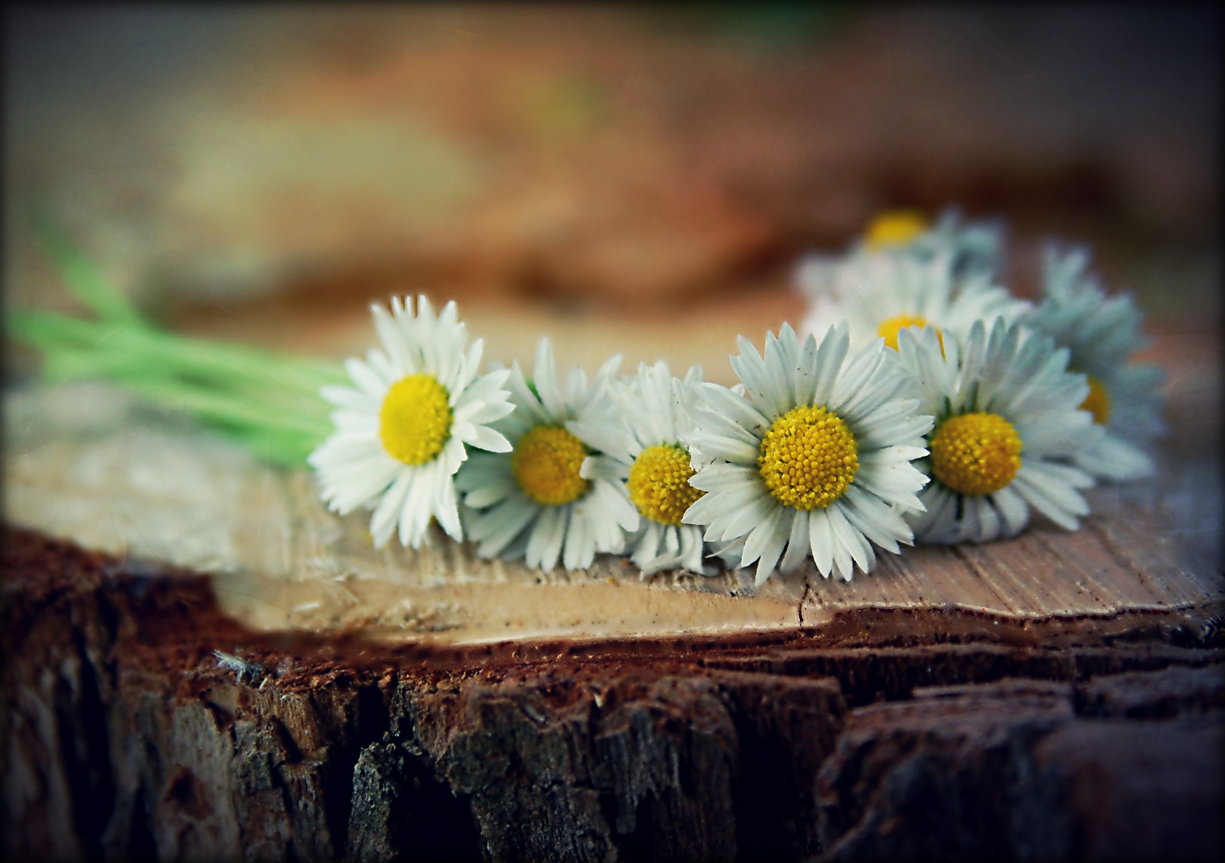 Daisies on a wooden surface HD Wallpaper