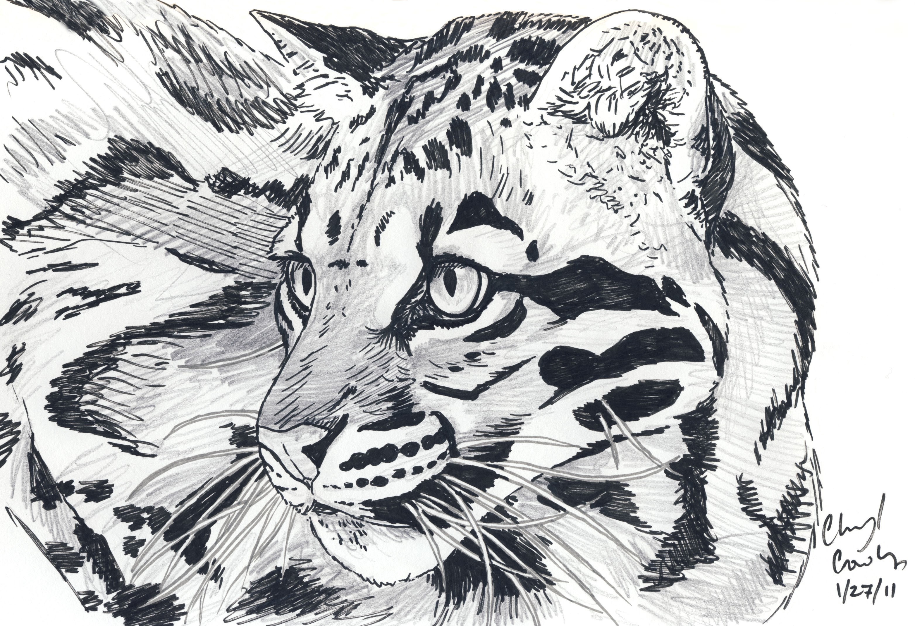 Pencil sketch of a clouded leopard's face HD Wallpaper