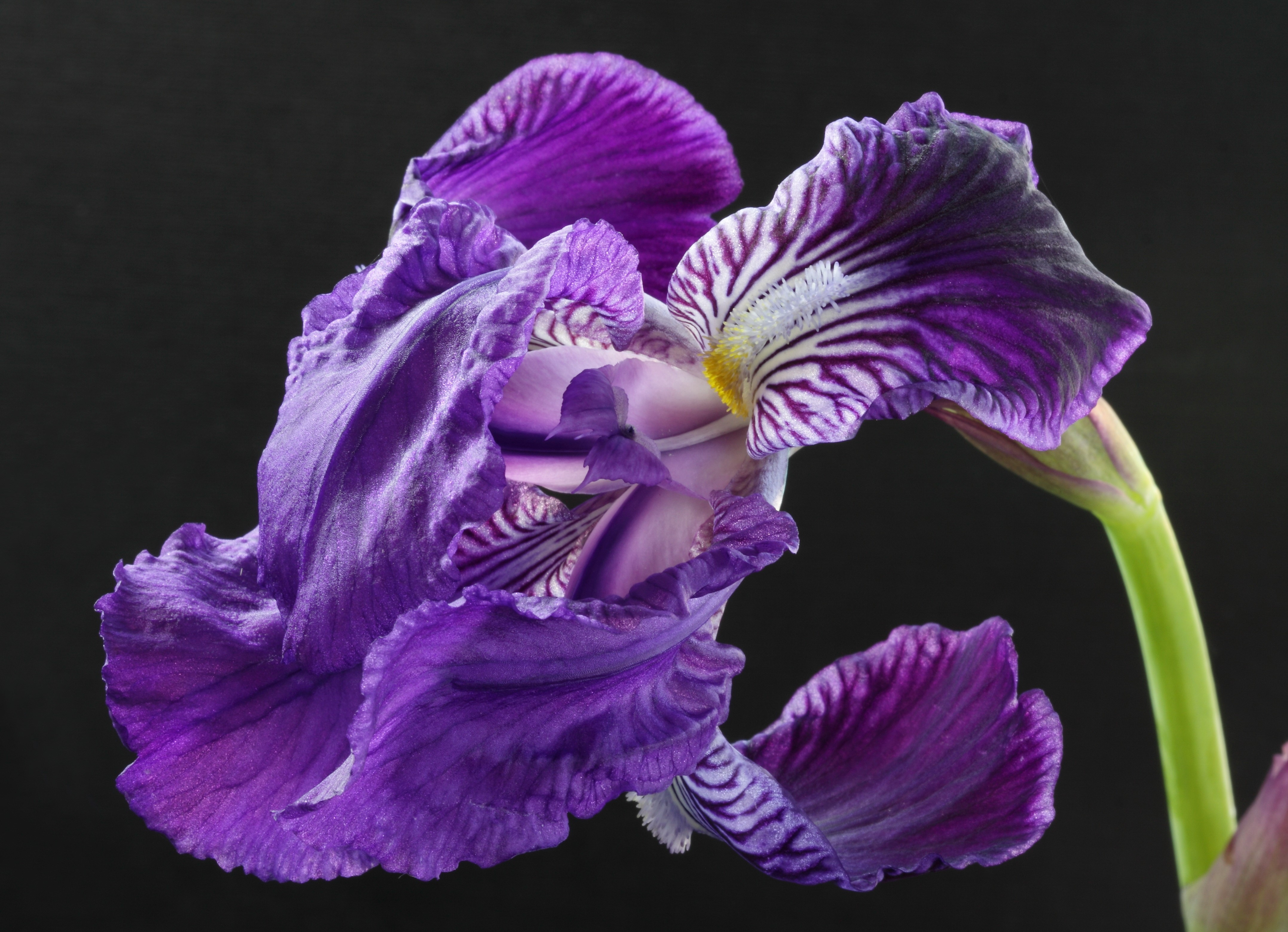 4K Closeup of a Purple Iris Flower HD Wallpaper