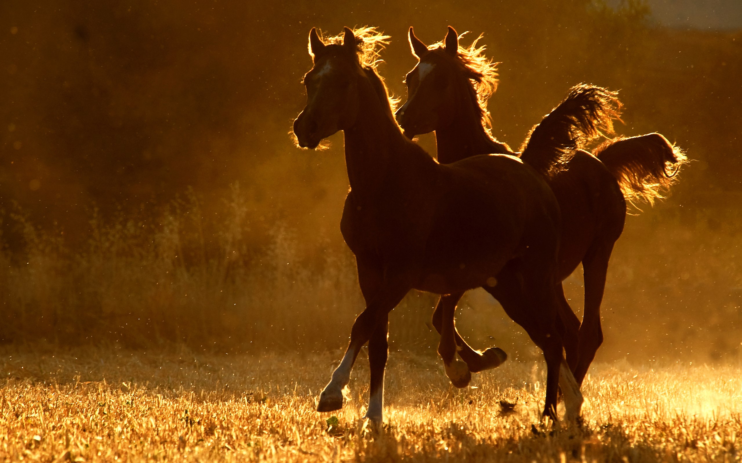 Two horses running in a field at sunset HD Wallpaper