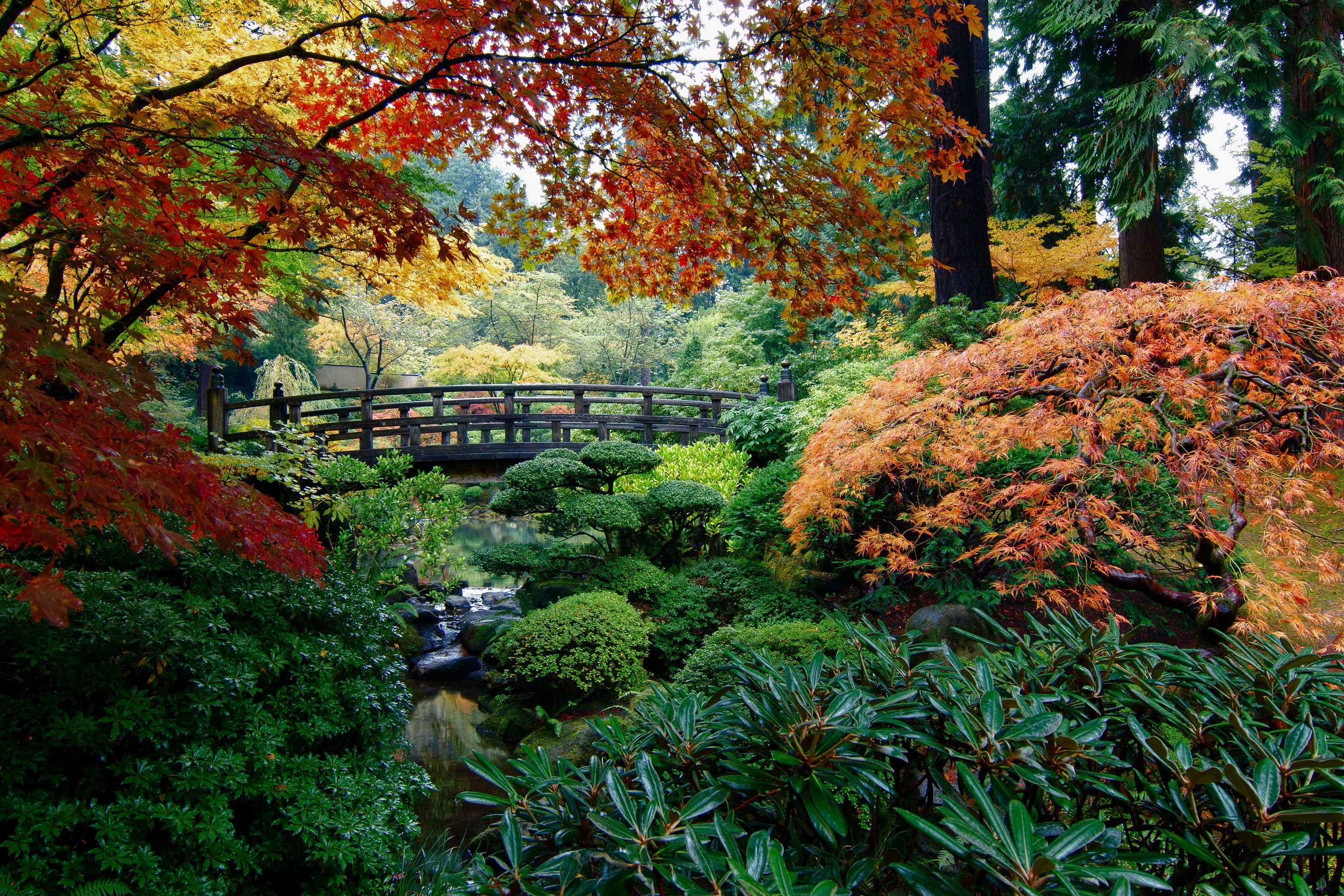 Portland Japanese Gardens bridge in autumn HD Wallpaper