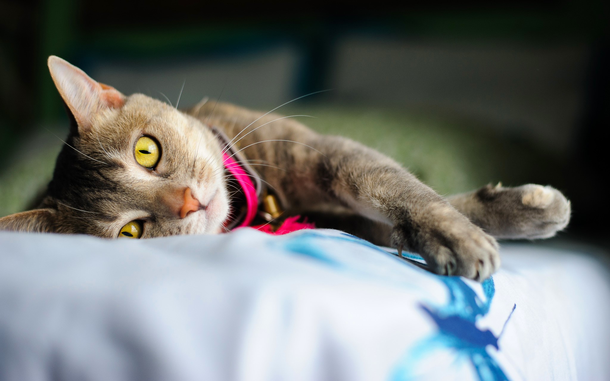 Cat with yellow eyes wearing a pink collar HD Wallpaper