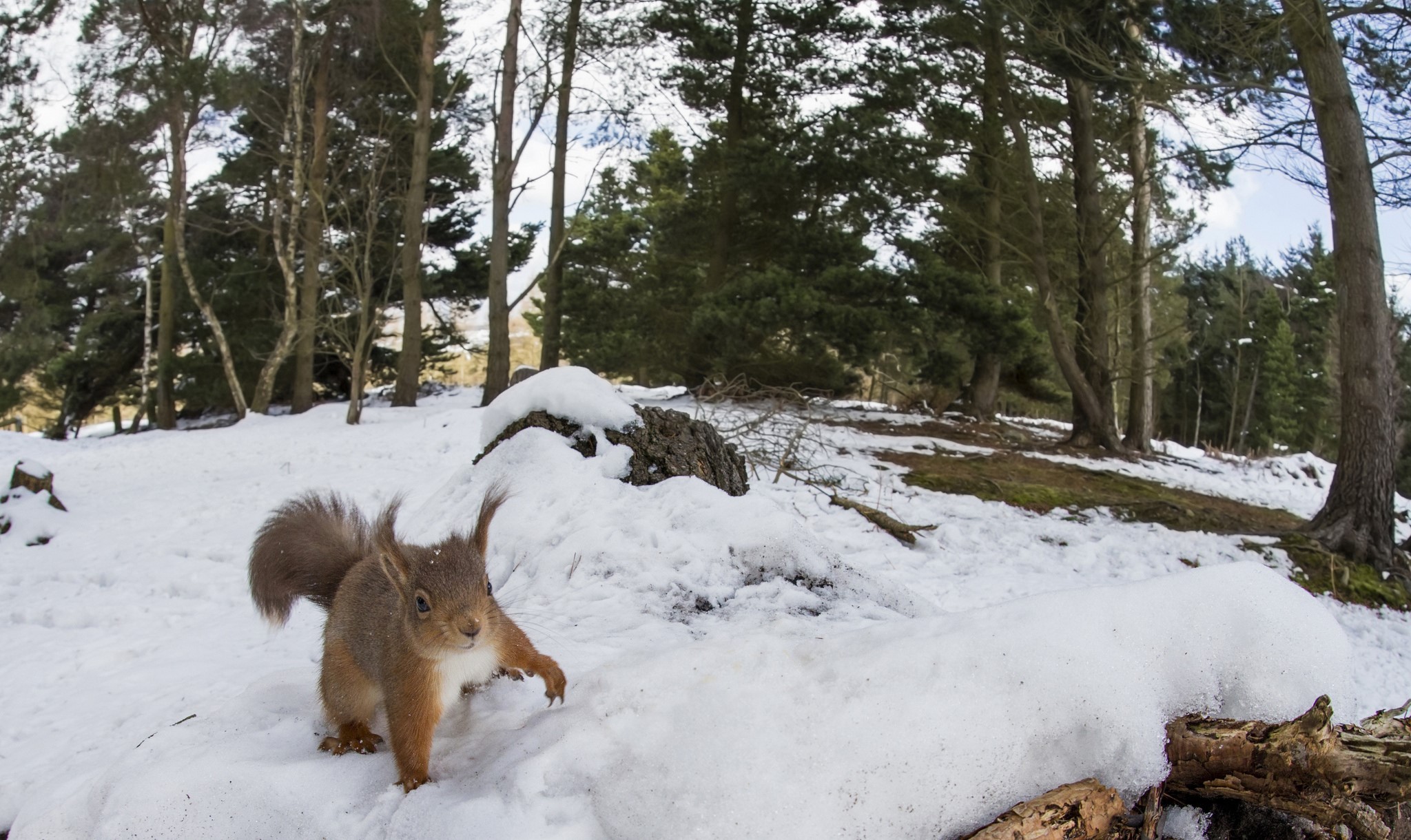 Red squirrel in a snowy forest HD Wallpaper