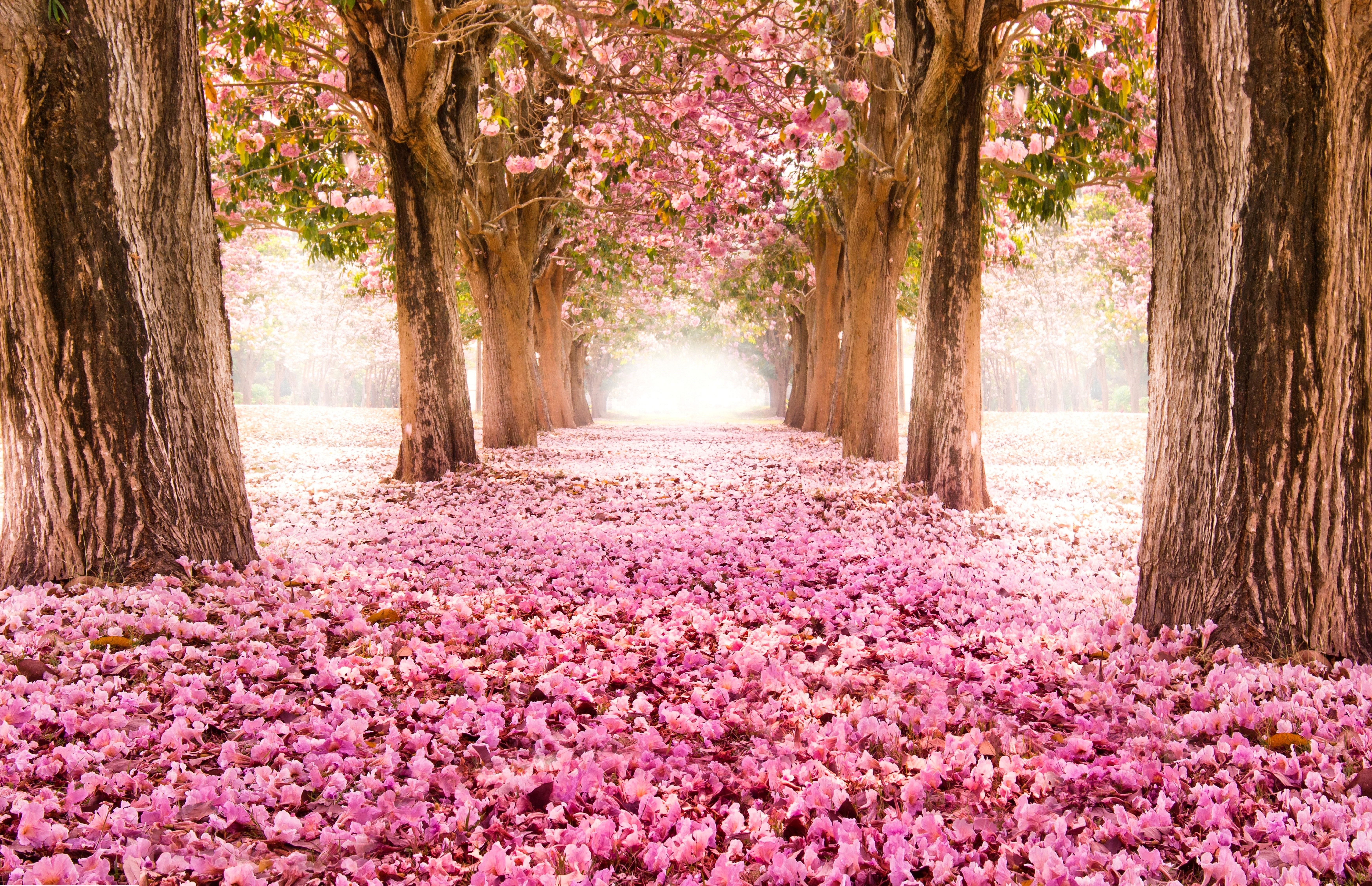 Avenue of flowering trees with pink petals on the ground HD Wallpaper